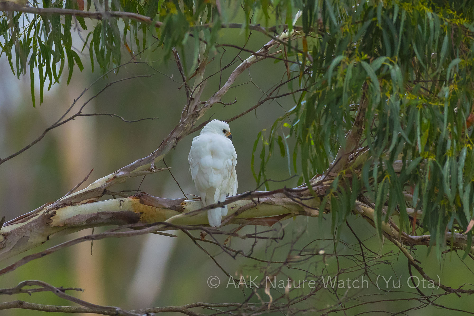 ハイイロオオタカ