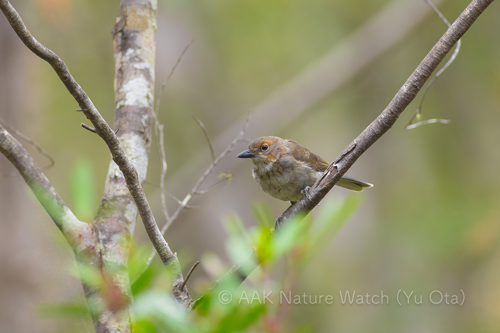 ハイイロモズツグミ