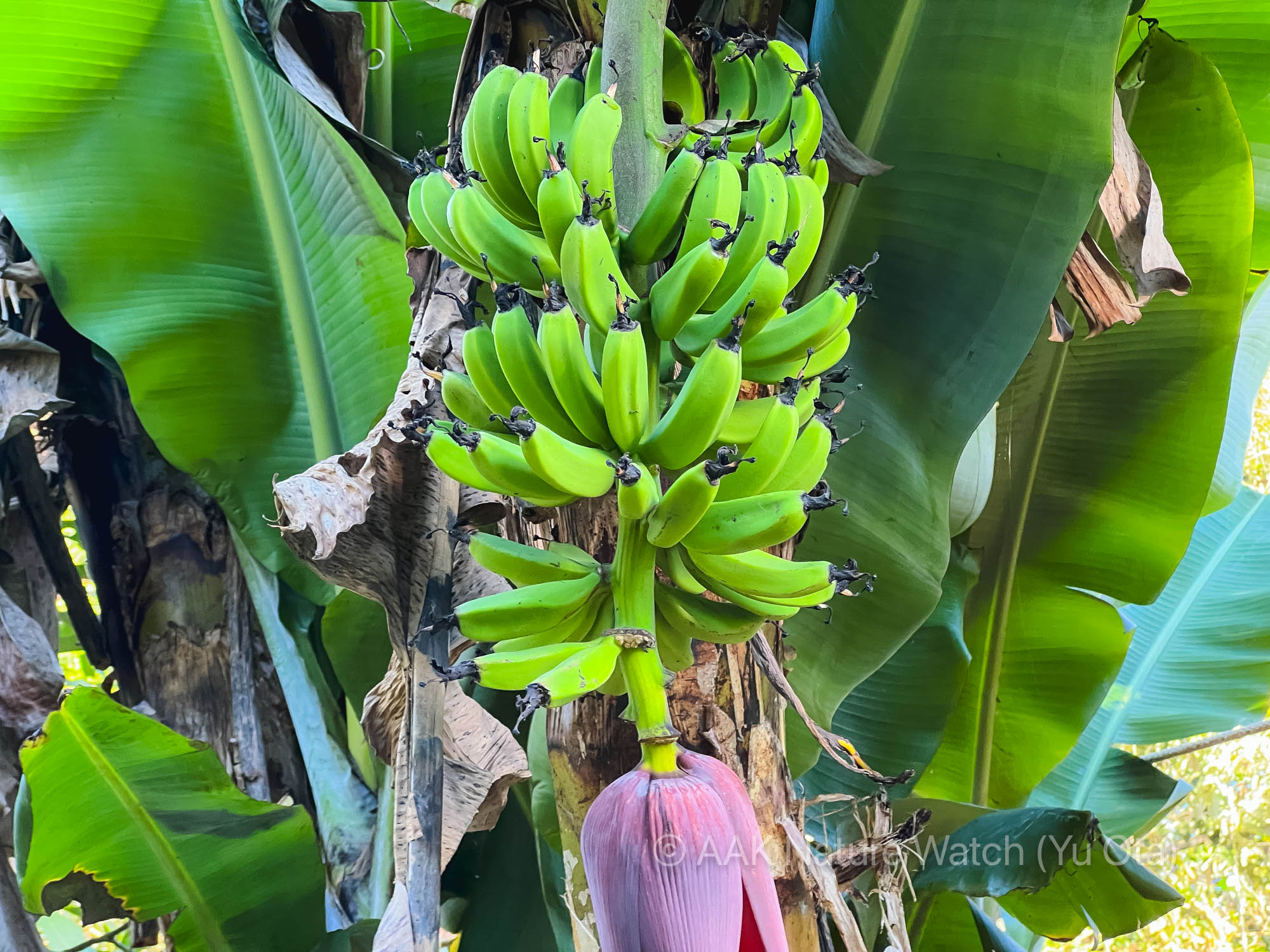自宅でバナナ栽培