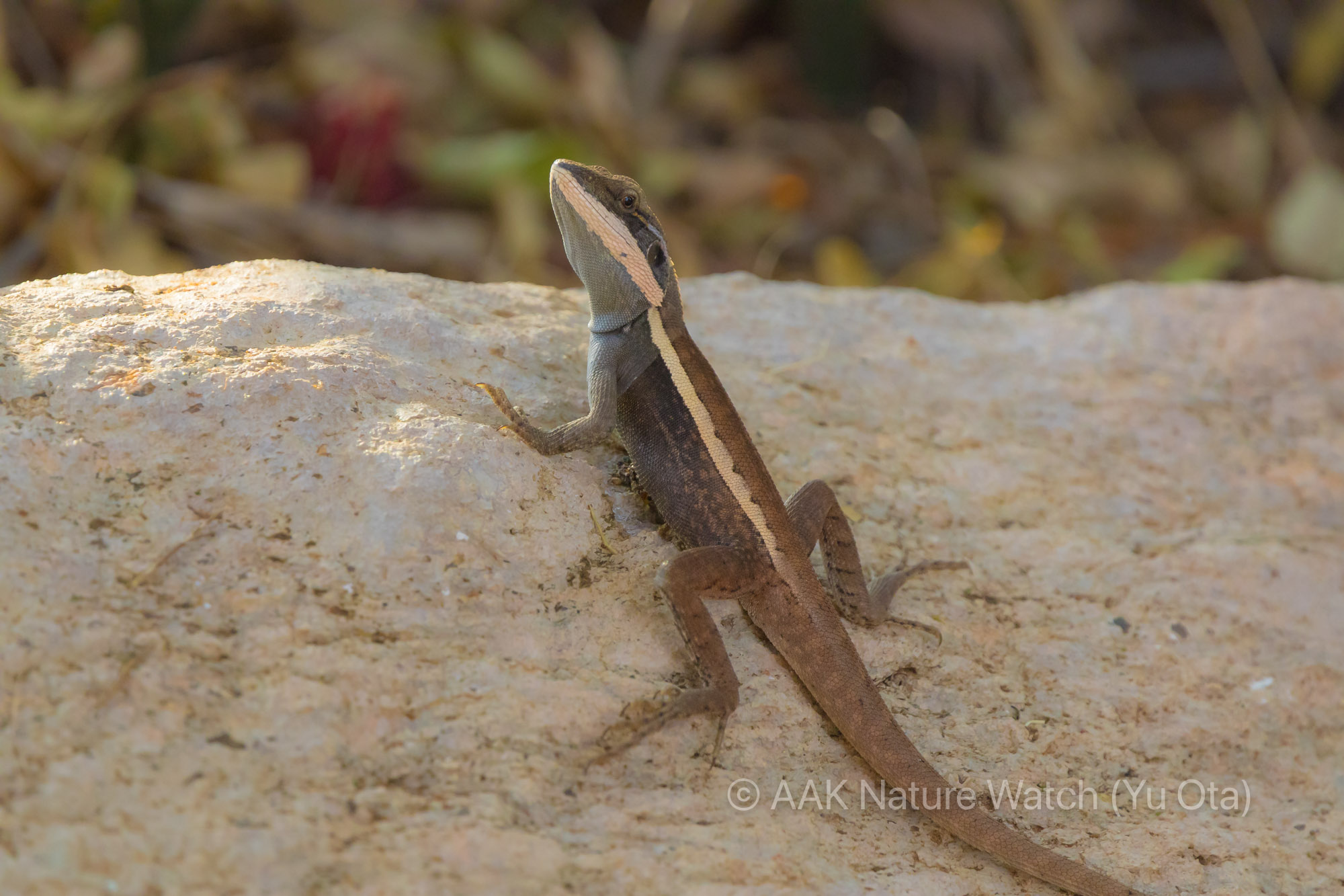 ホーナードラゴン