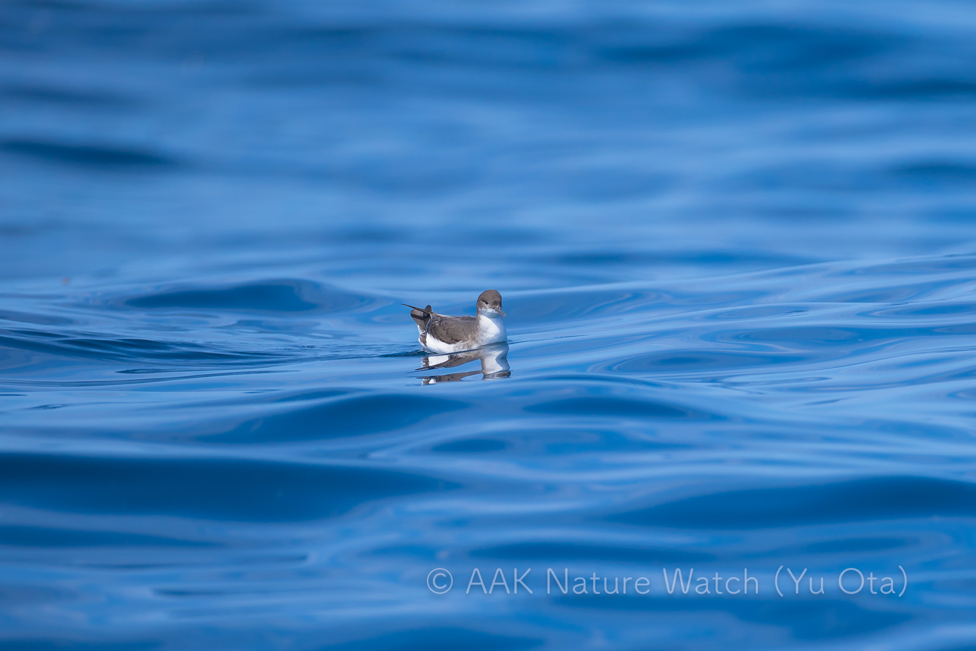 ニュージーランドミズナギドリ