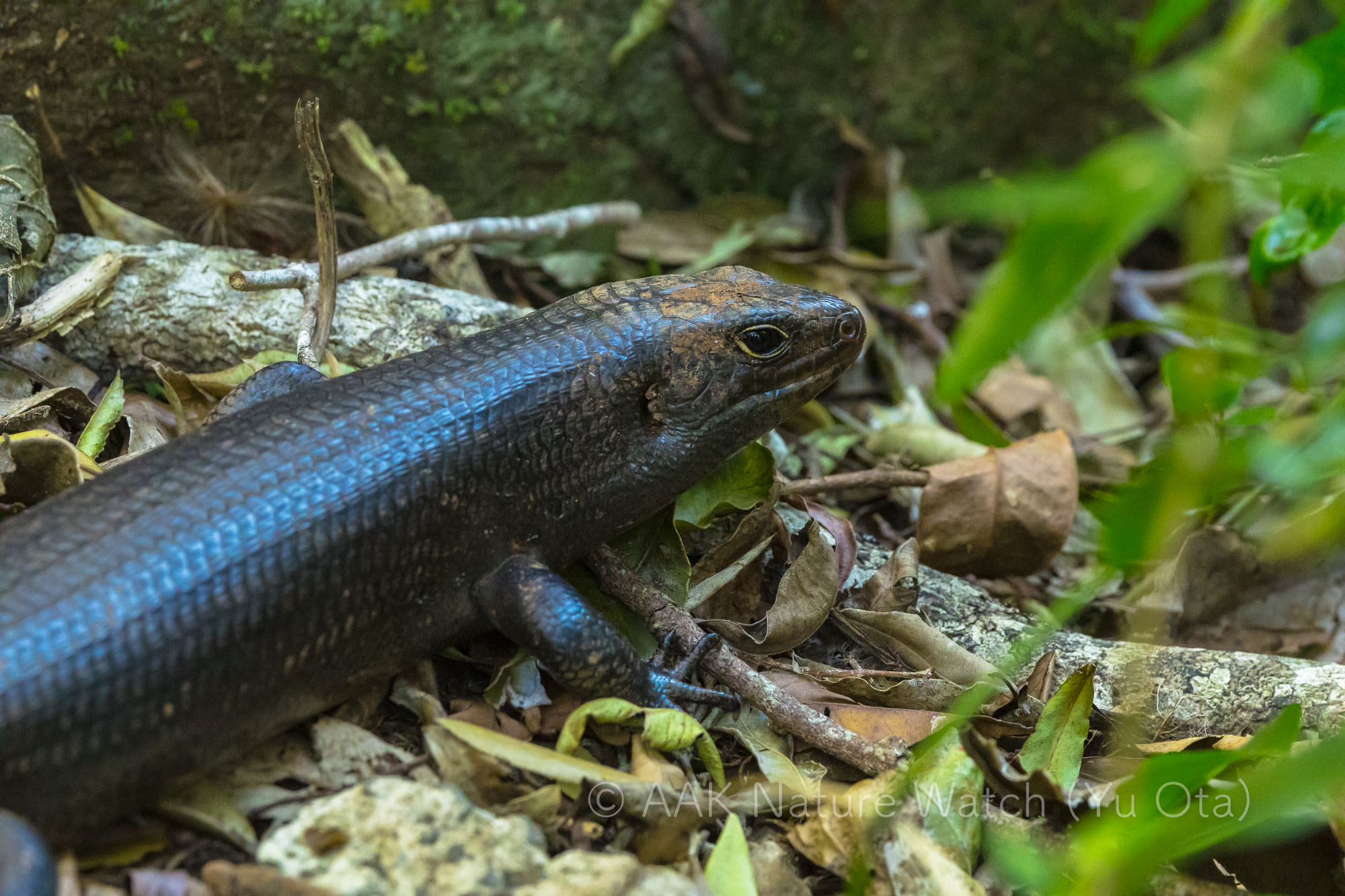 ランドマレット