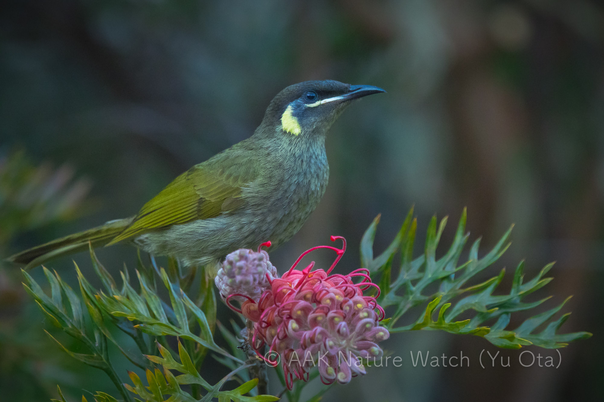 キミミミツスイ