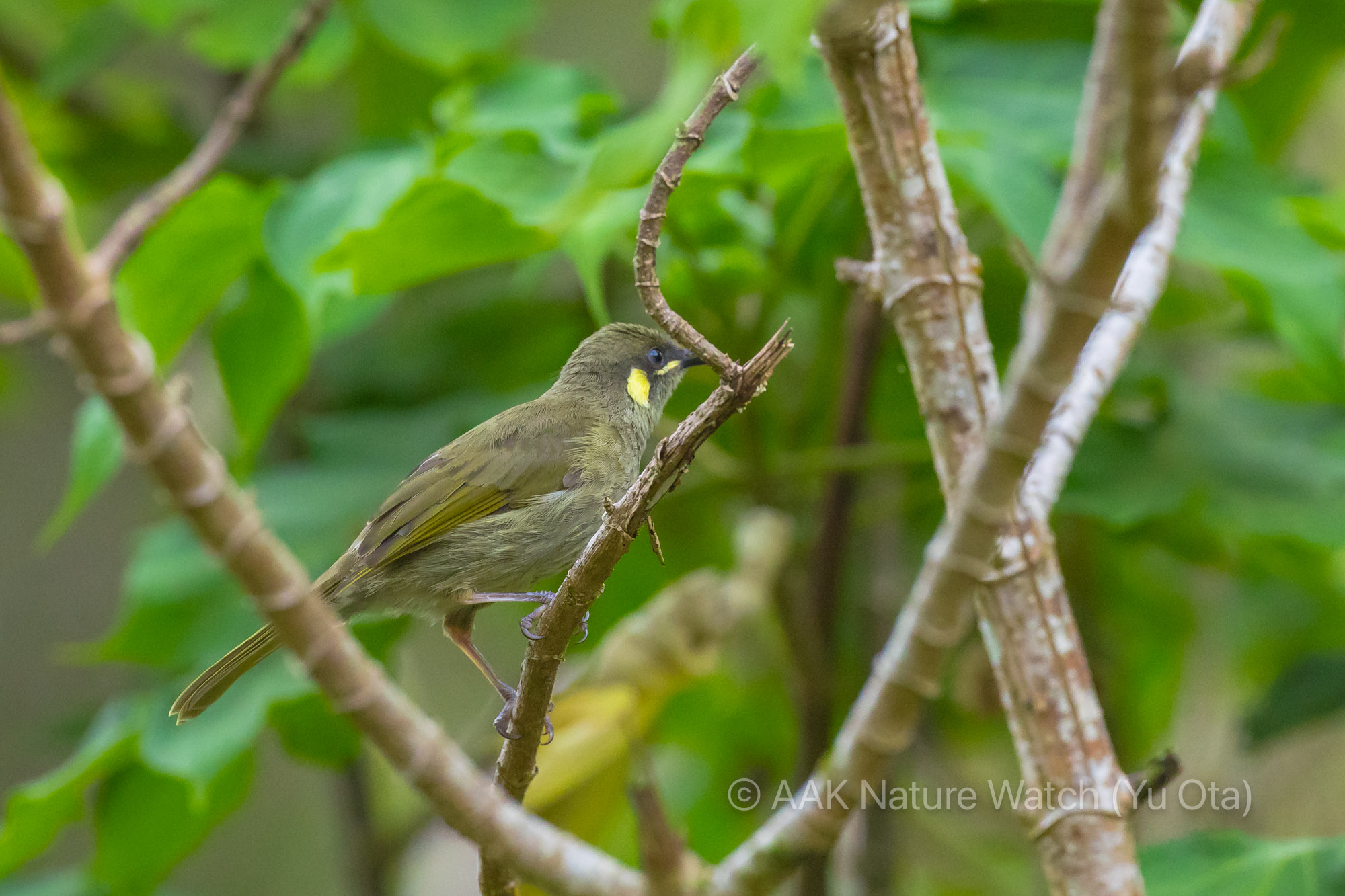 キミミミツスイ
