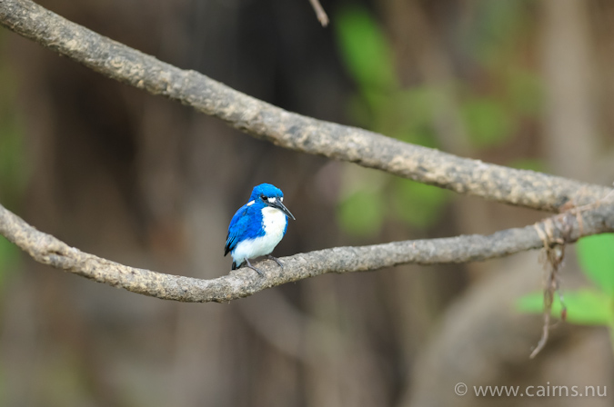 ヒメミツユビカワセミ