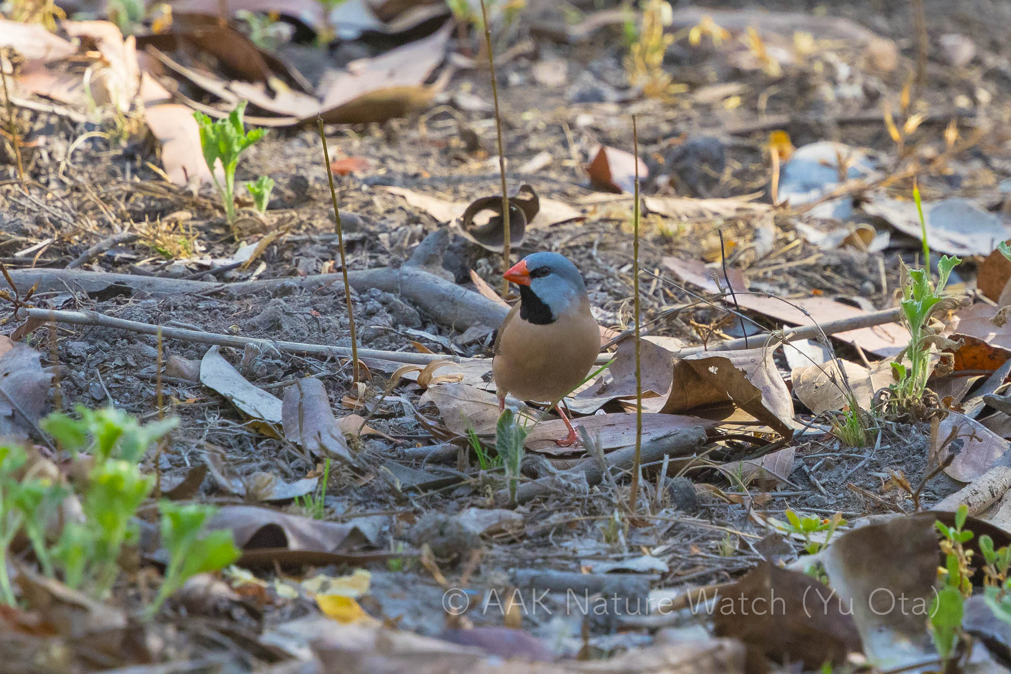 オナガキンセイチョウ