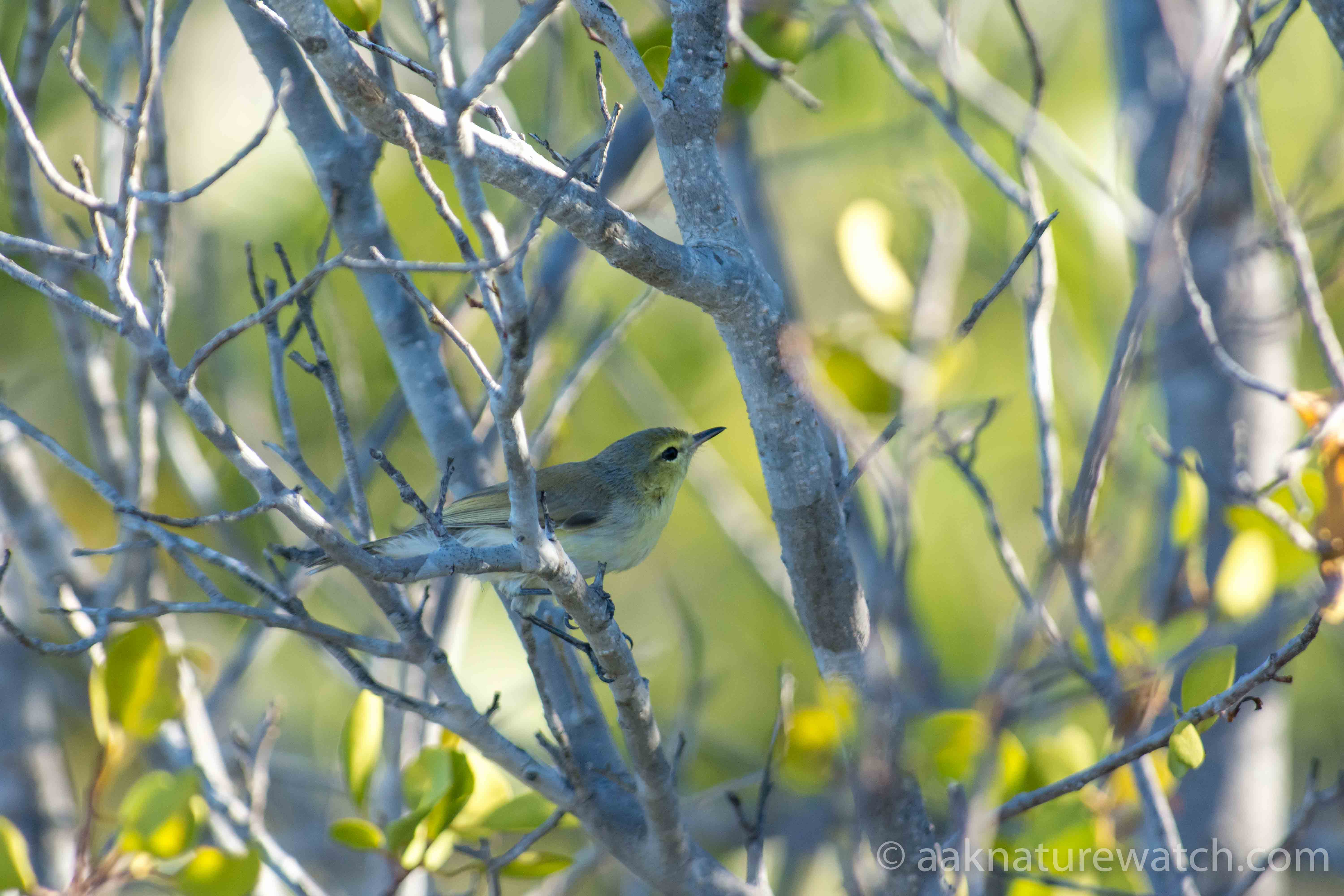 マングローブセンニョムシクイの若鳥