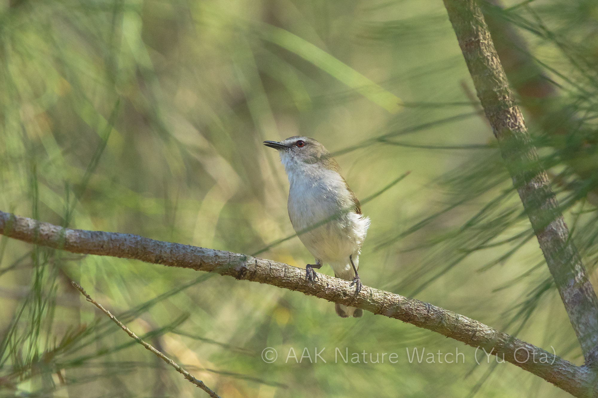マングローブセンニョムシクイ