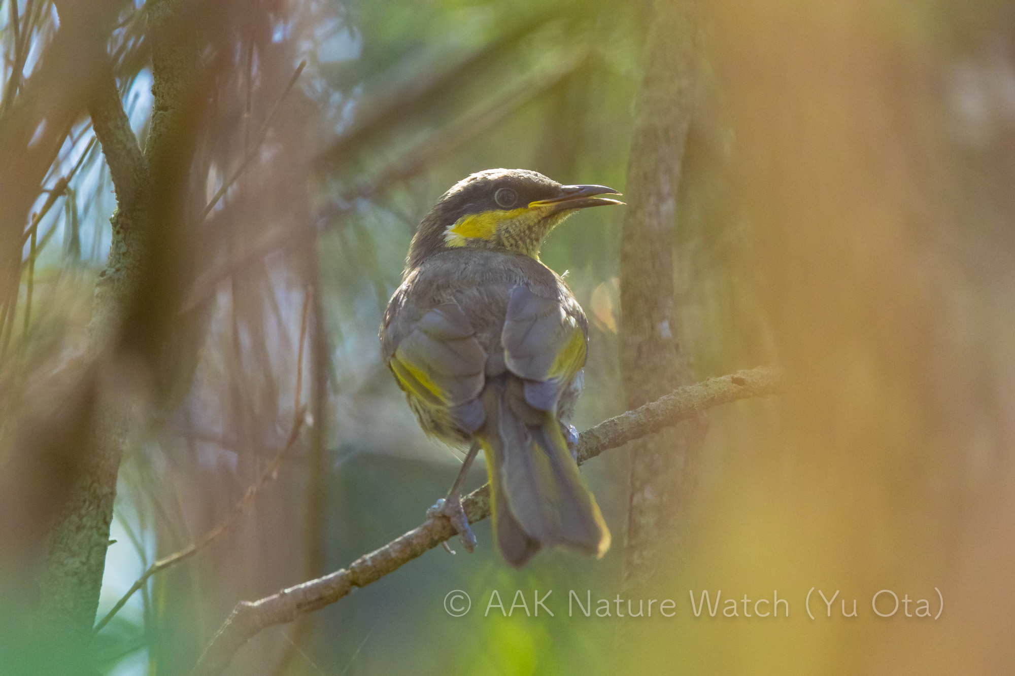 サザナミミツスイ