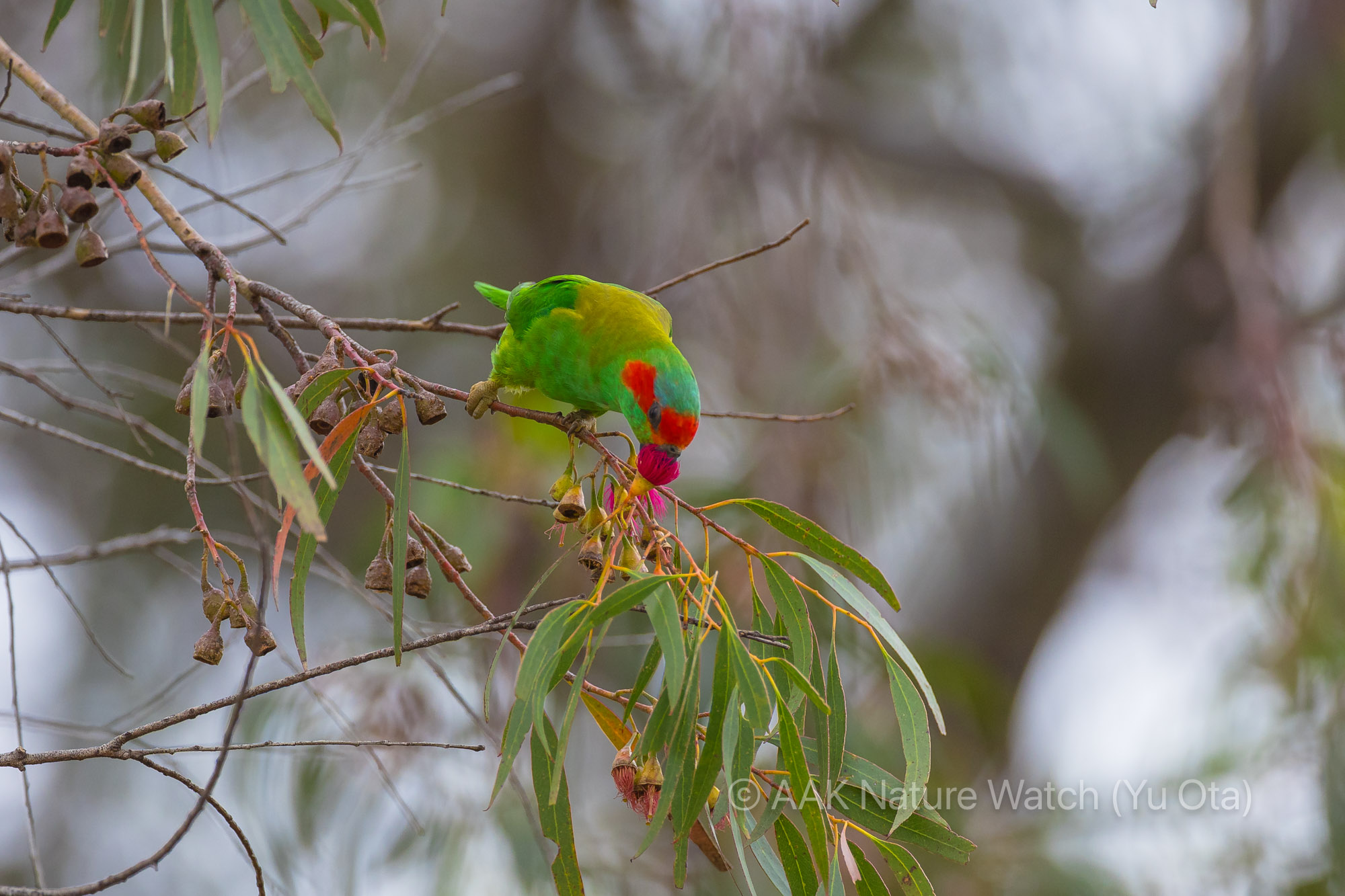 ジャコウインコ