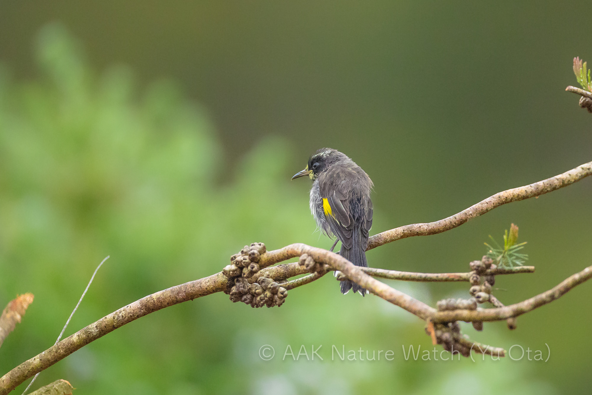 メジロキバネミツスイ幼鳥
