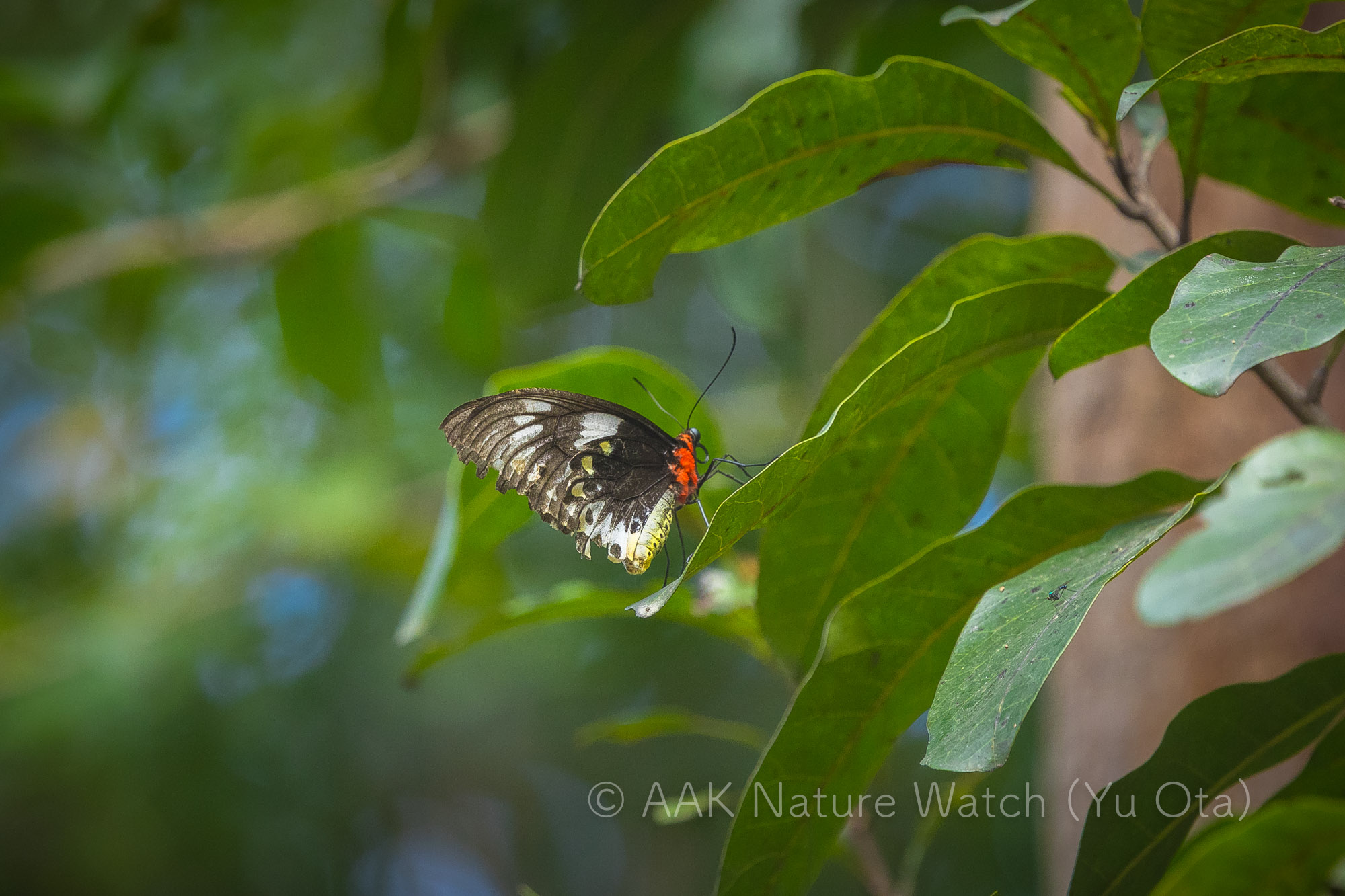 ニューギニアバードウィング