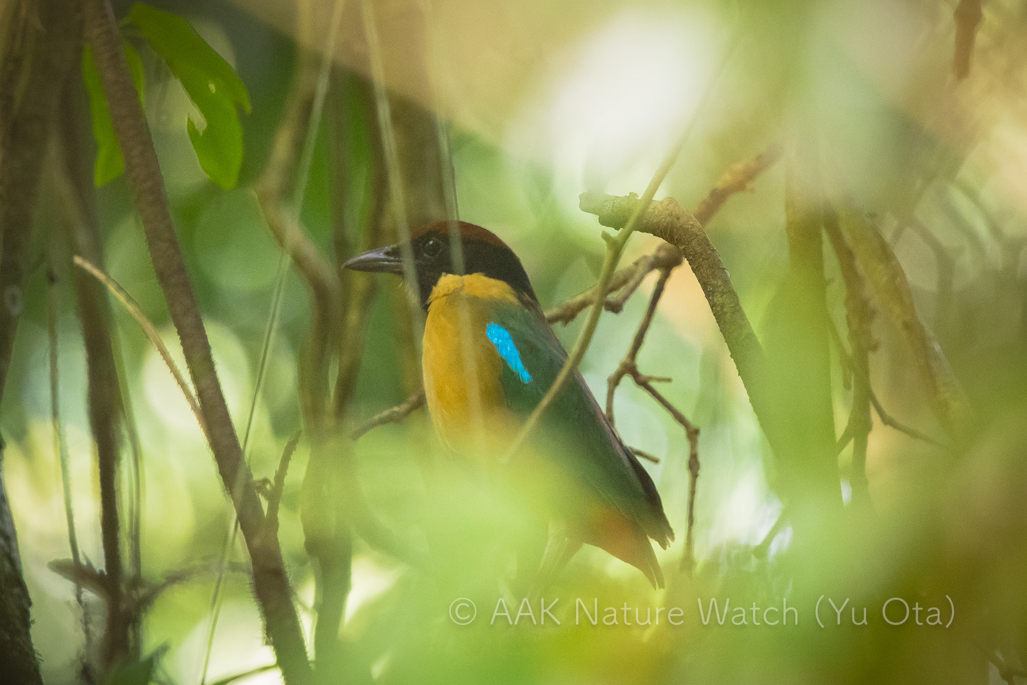 ノドグロヤイロチョウ