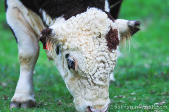 ノーフォーク島の天然パーマ牛