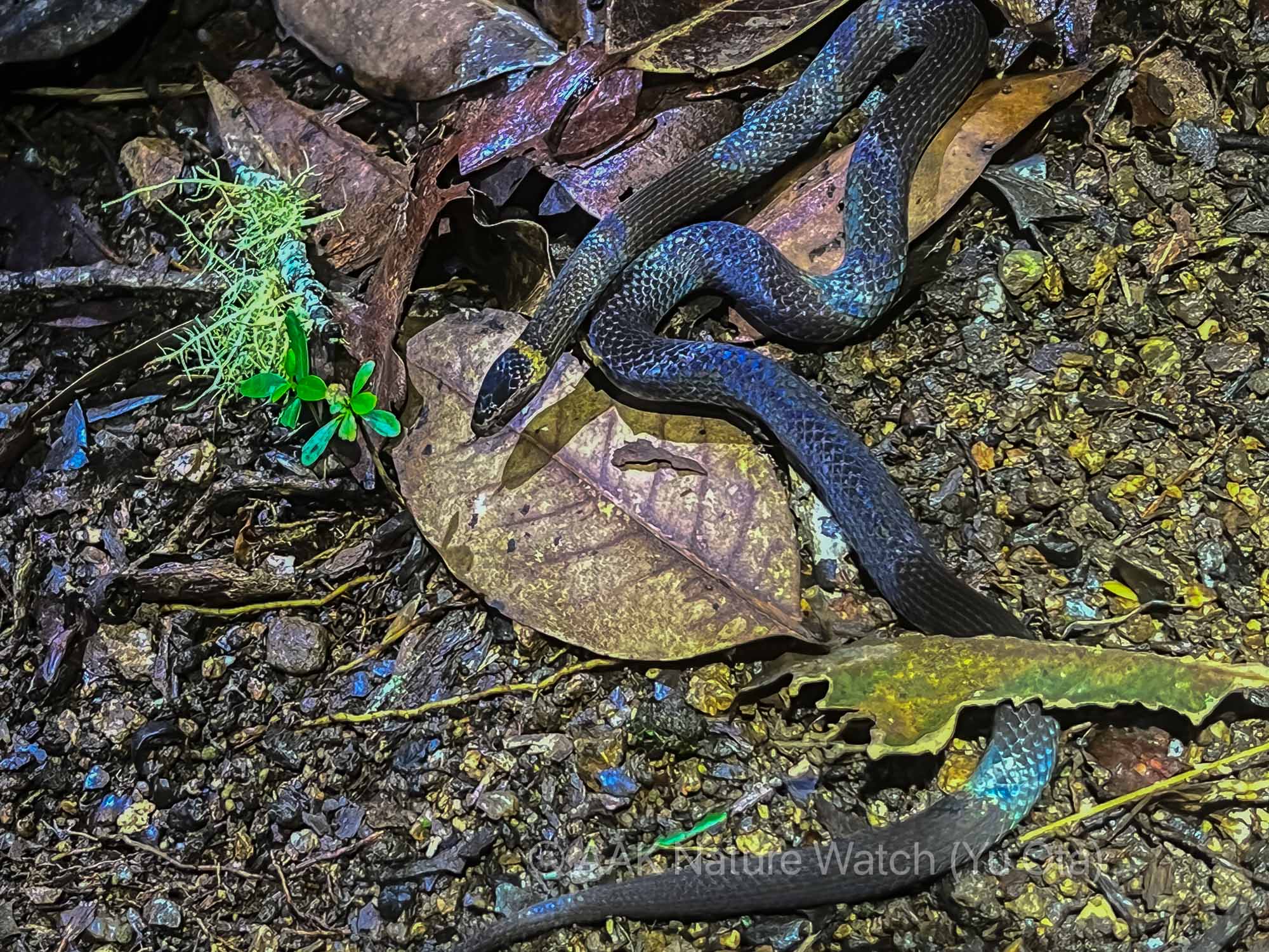 Northern_Crowned-snake