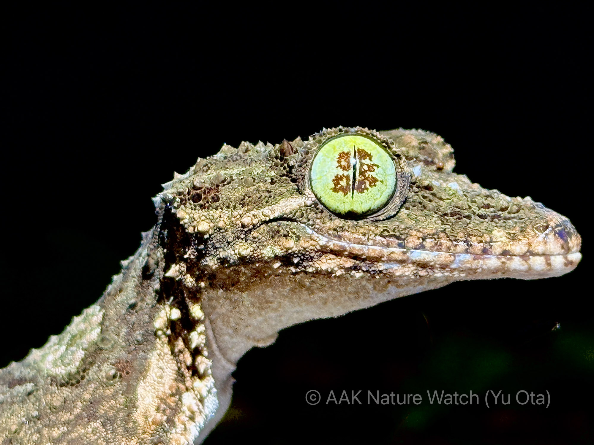 ノーザン・リーフテイルド・ゲッコー
