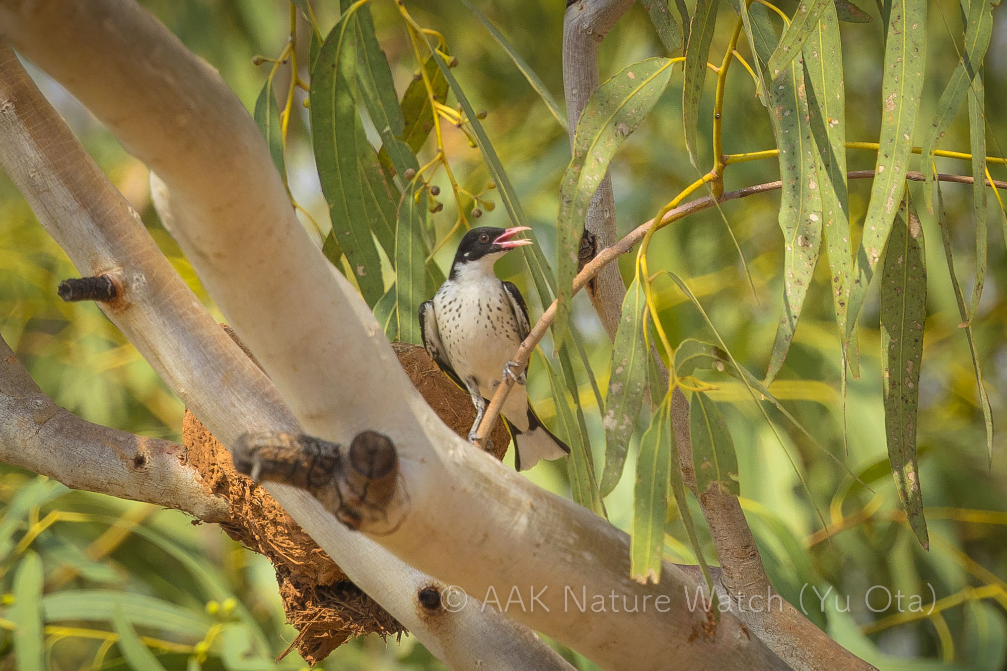 ミミジロセグロミツスイ