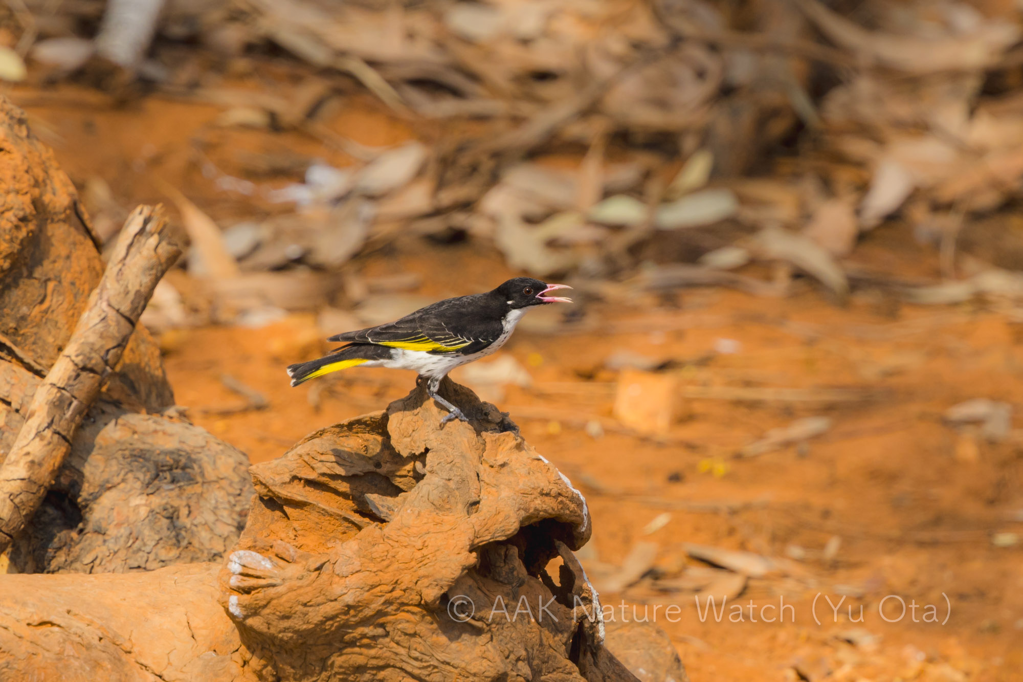 ミミジロセグロミツスイ