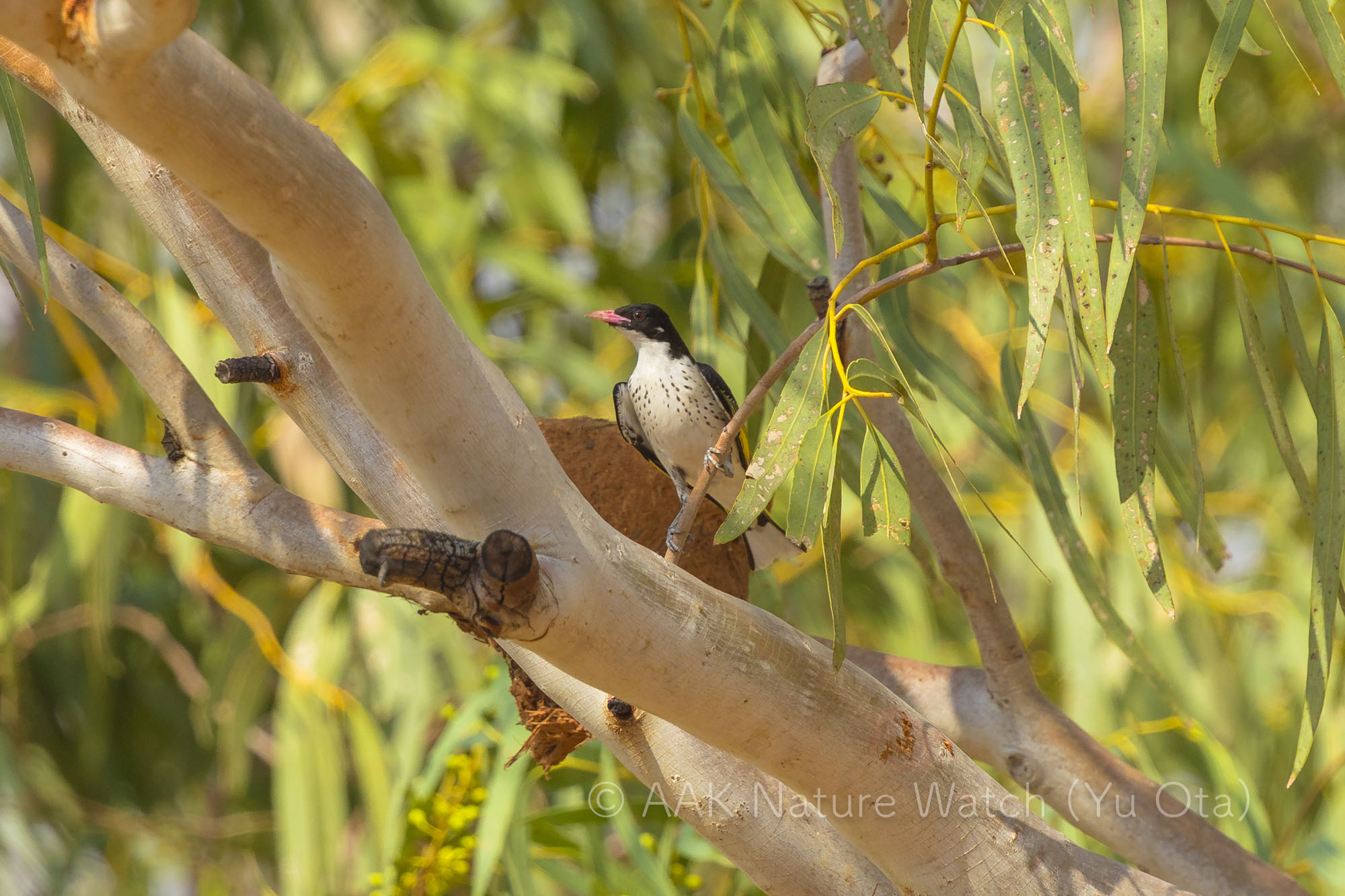 ミミジロセグロミツスイ