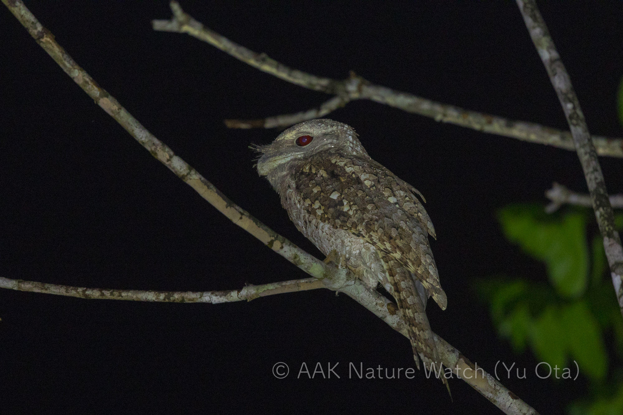 パプアガマグチヨタカ