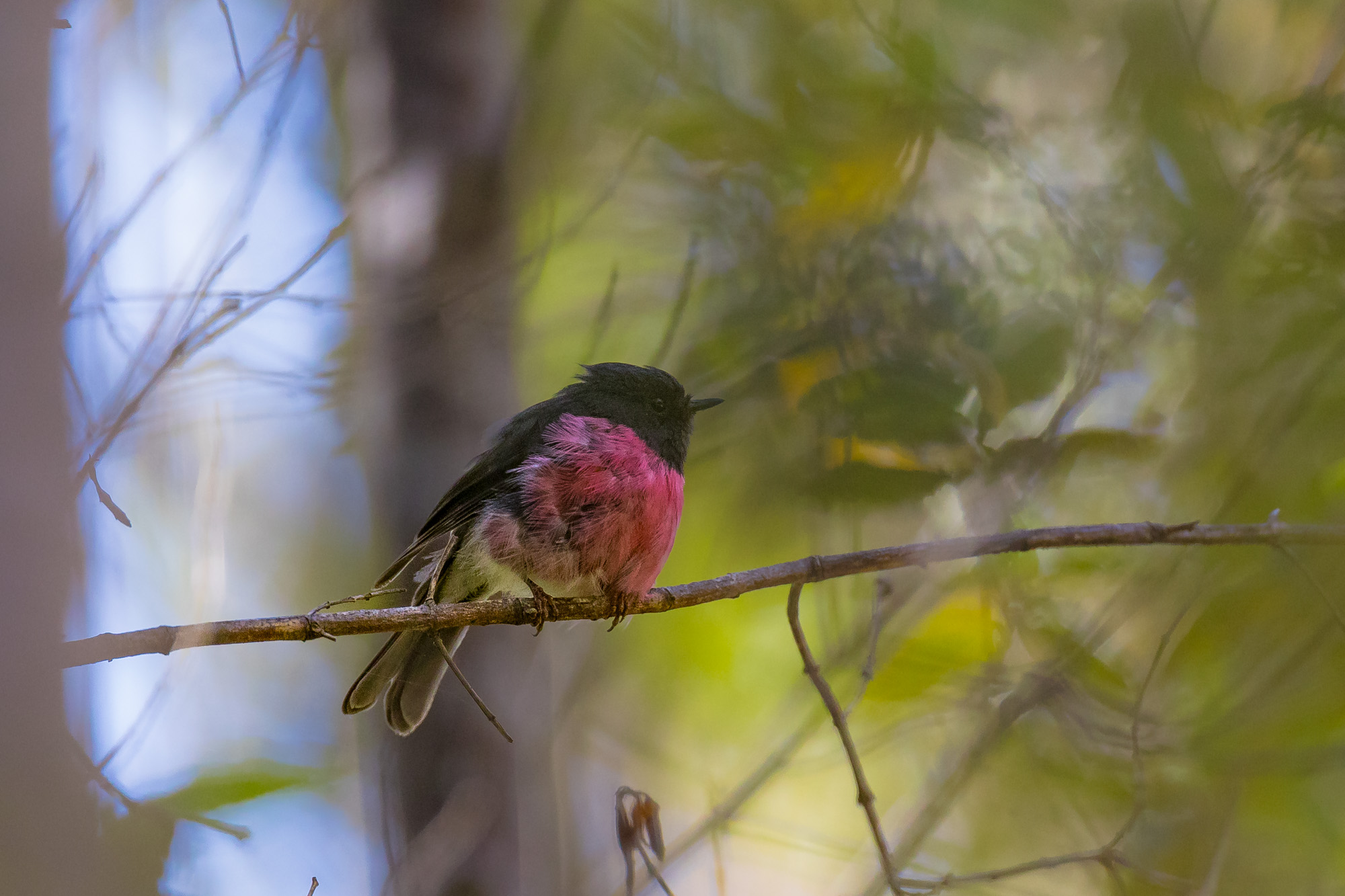 セグロサンショクヒタキ