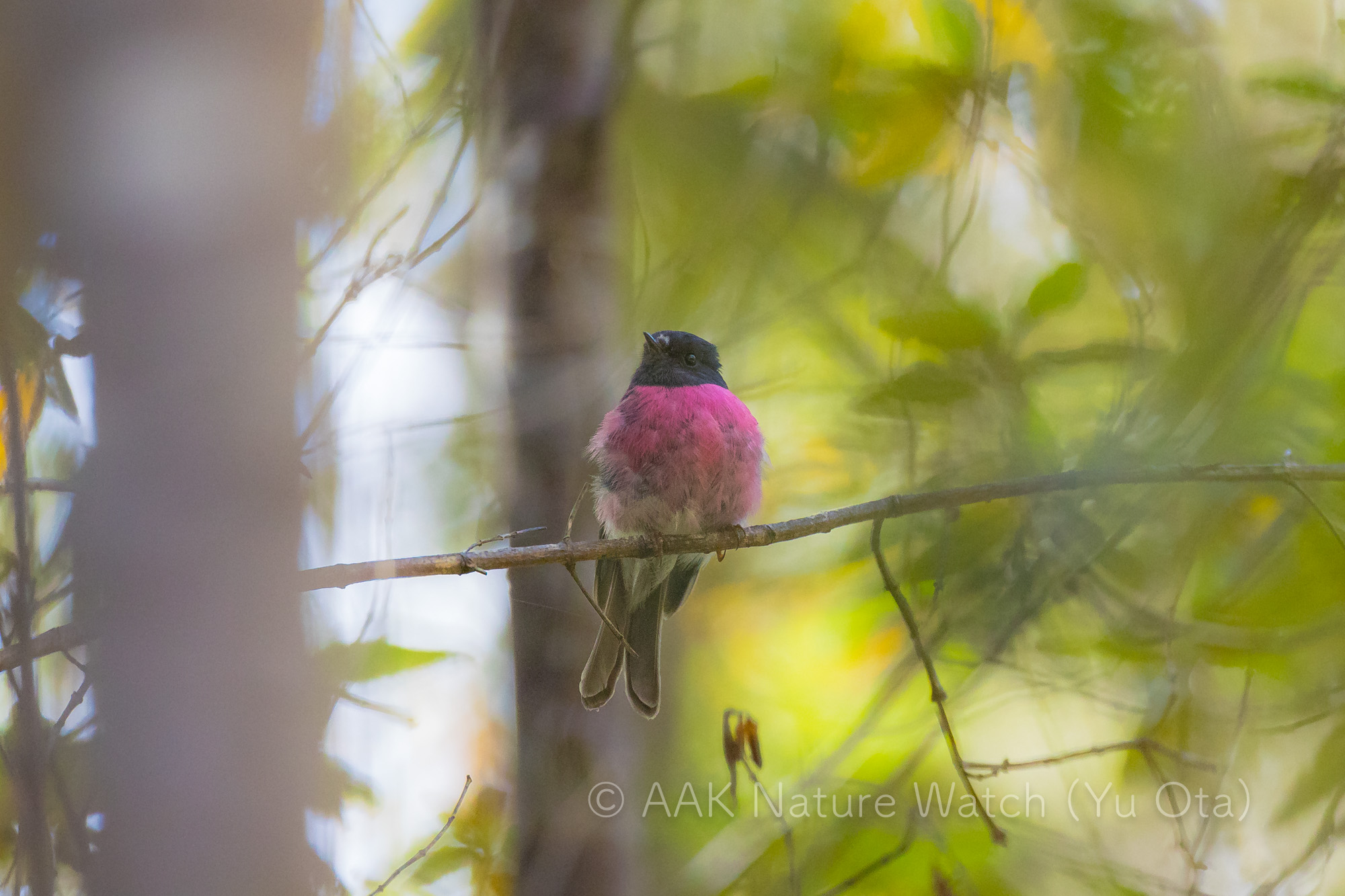 セグロサンショクヒタキ