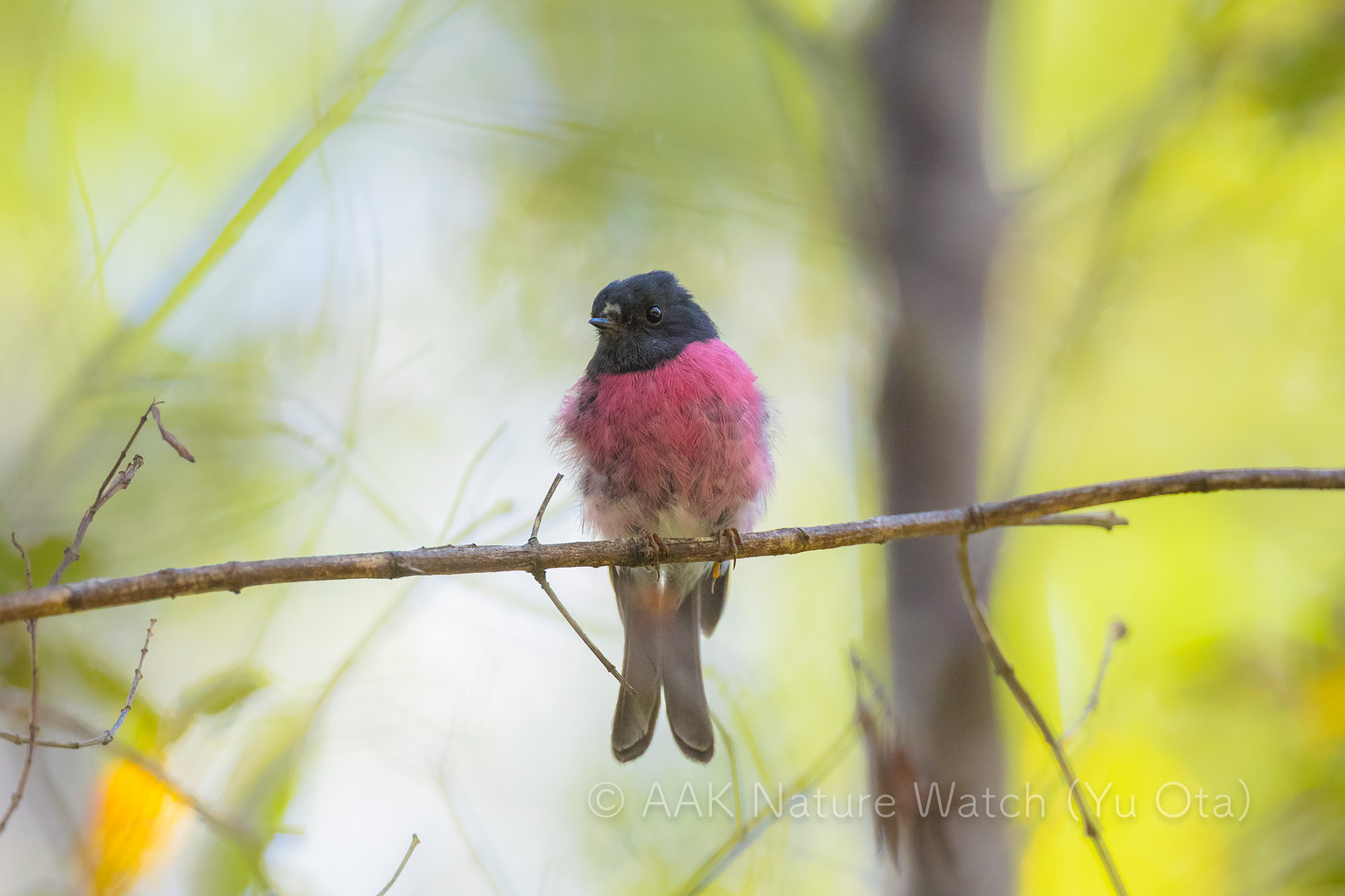 セグロサンショクヒタキ