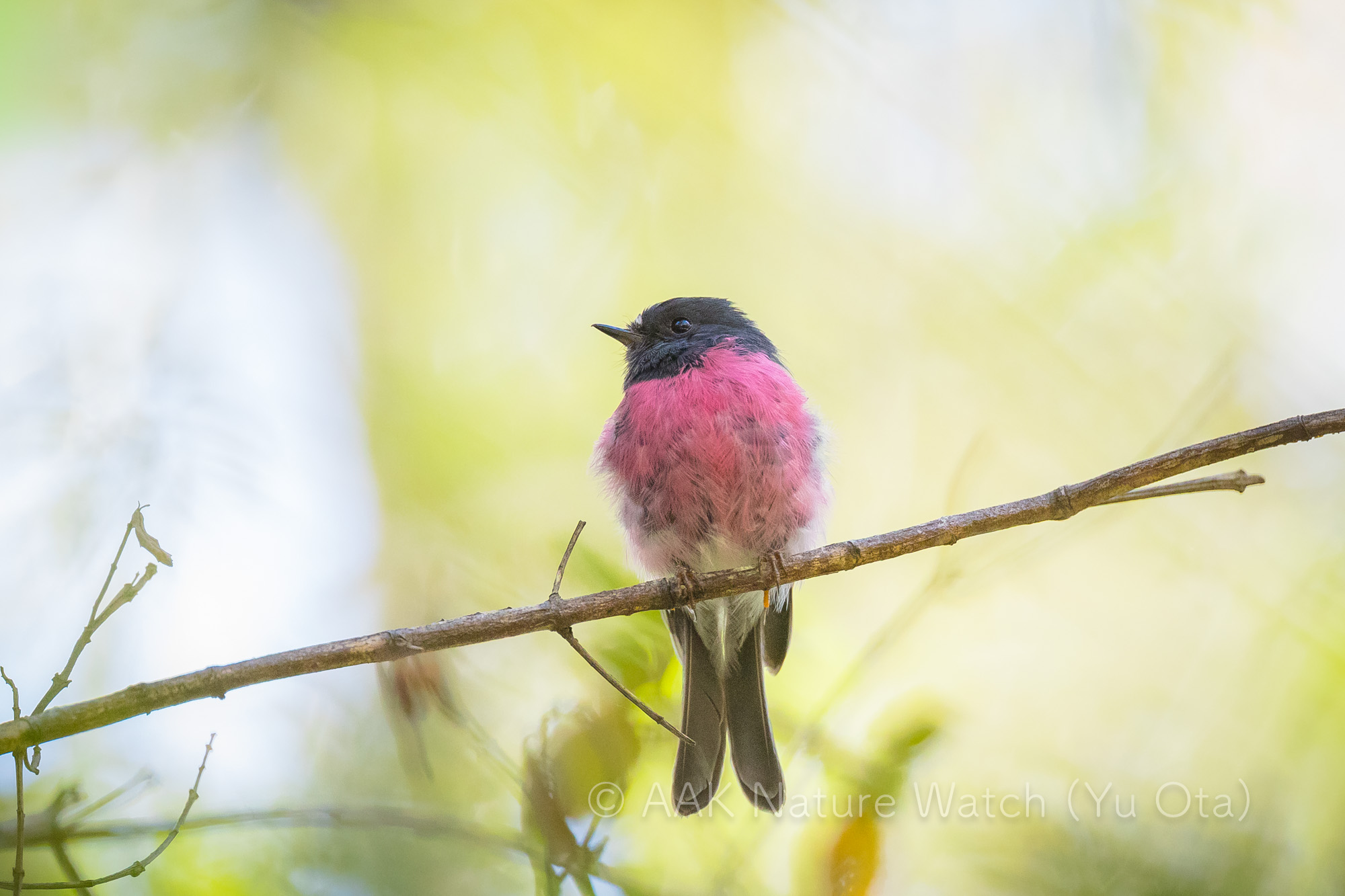 セグロサンショクヒタキ