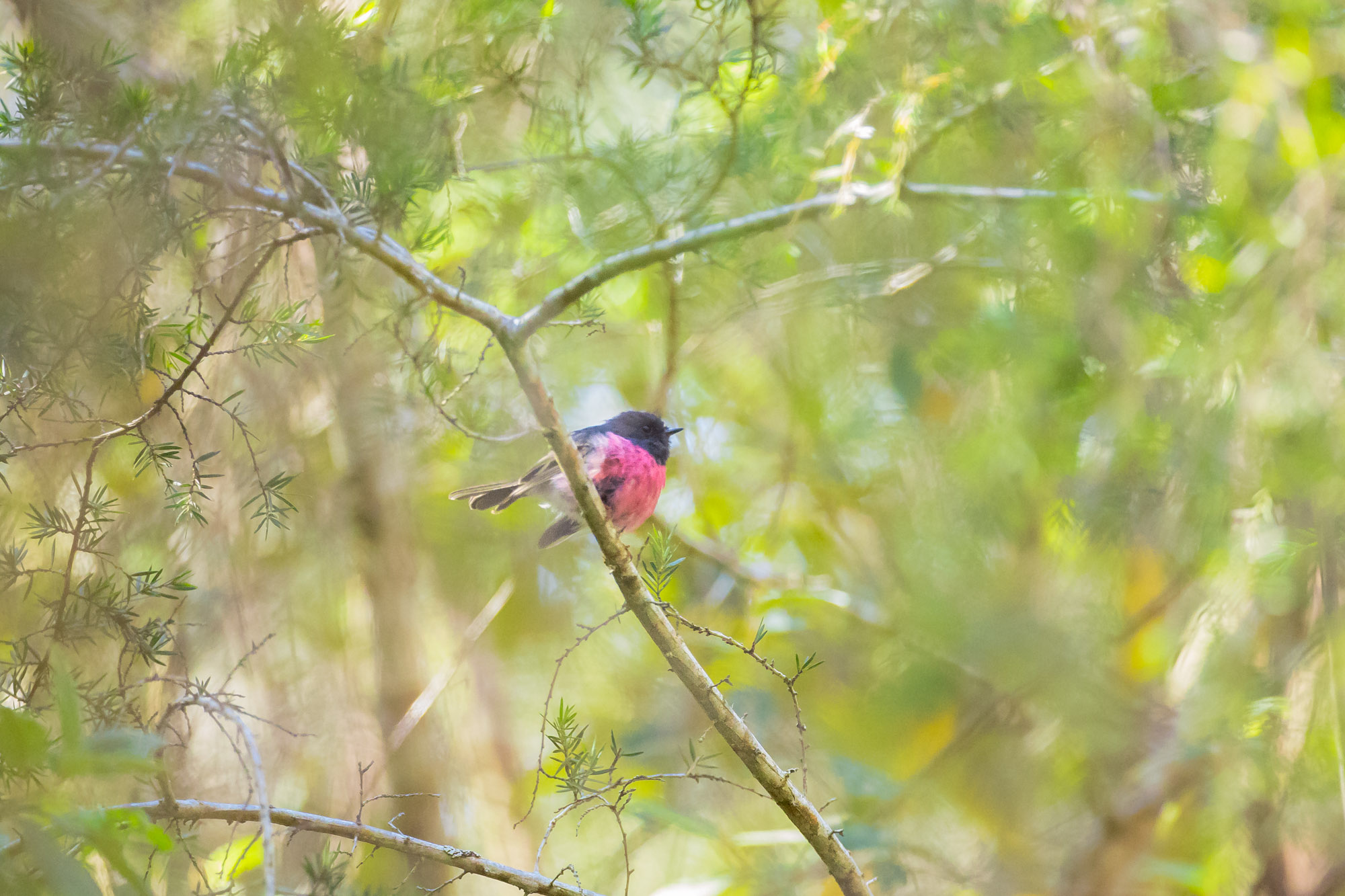 セグロサンショクヒタキ