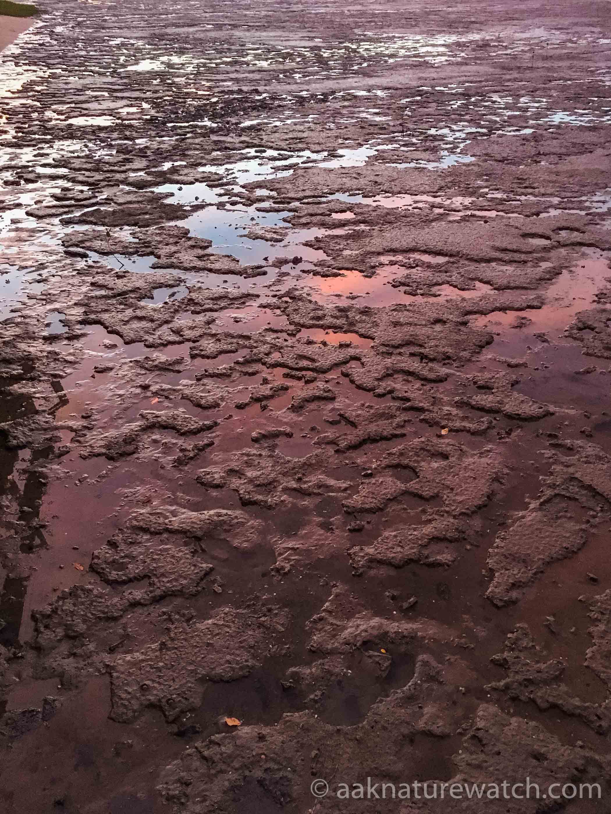 ピンク色の干潟