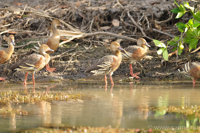 カザリリュウキュウガモ