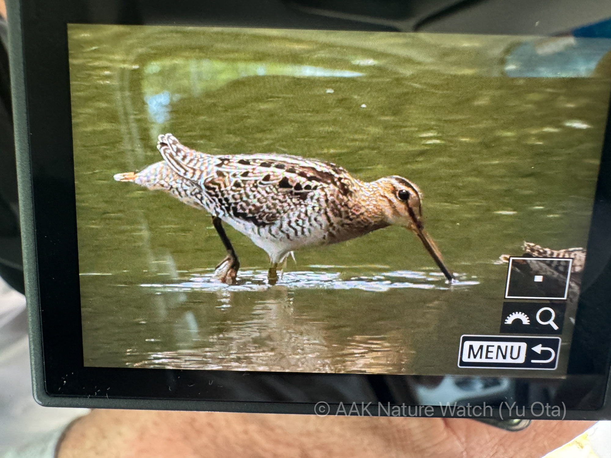 チュウジシギ疑惑