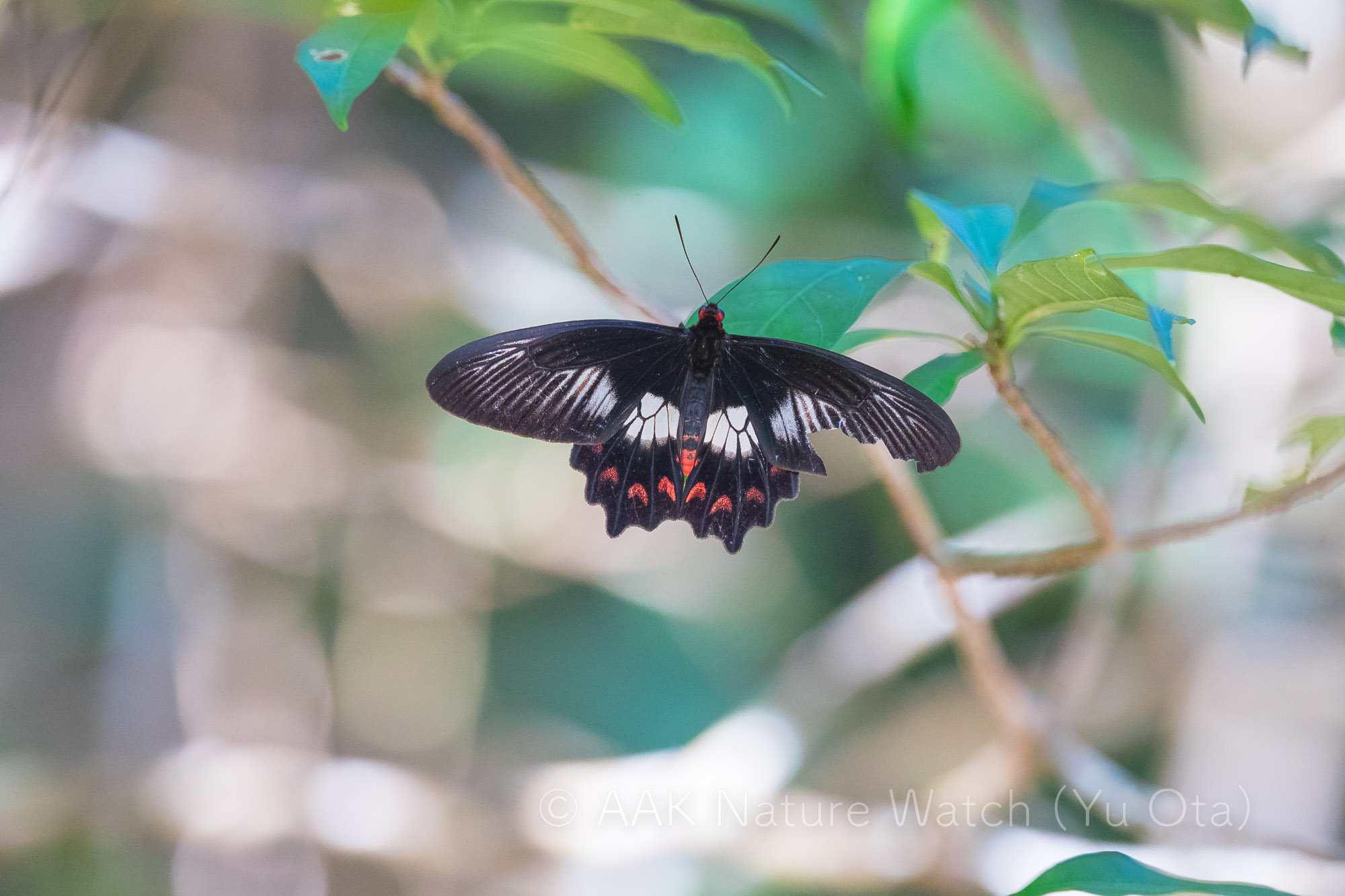 Red-bodied_Swallowtail
