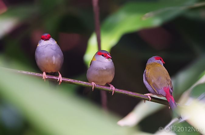 Red-eared_Firetails