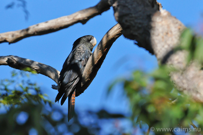 アカオクロオウム亜種naso