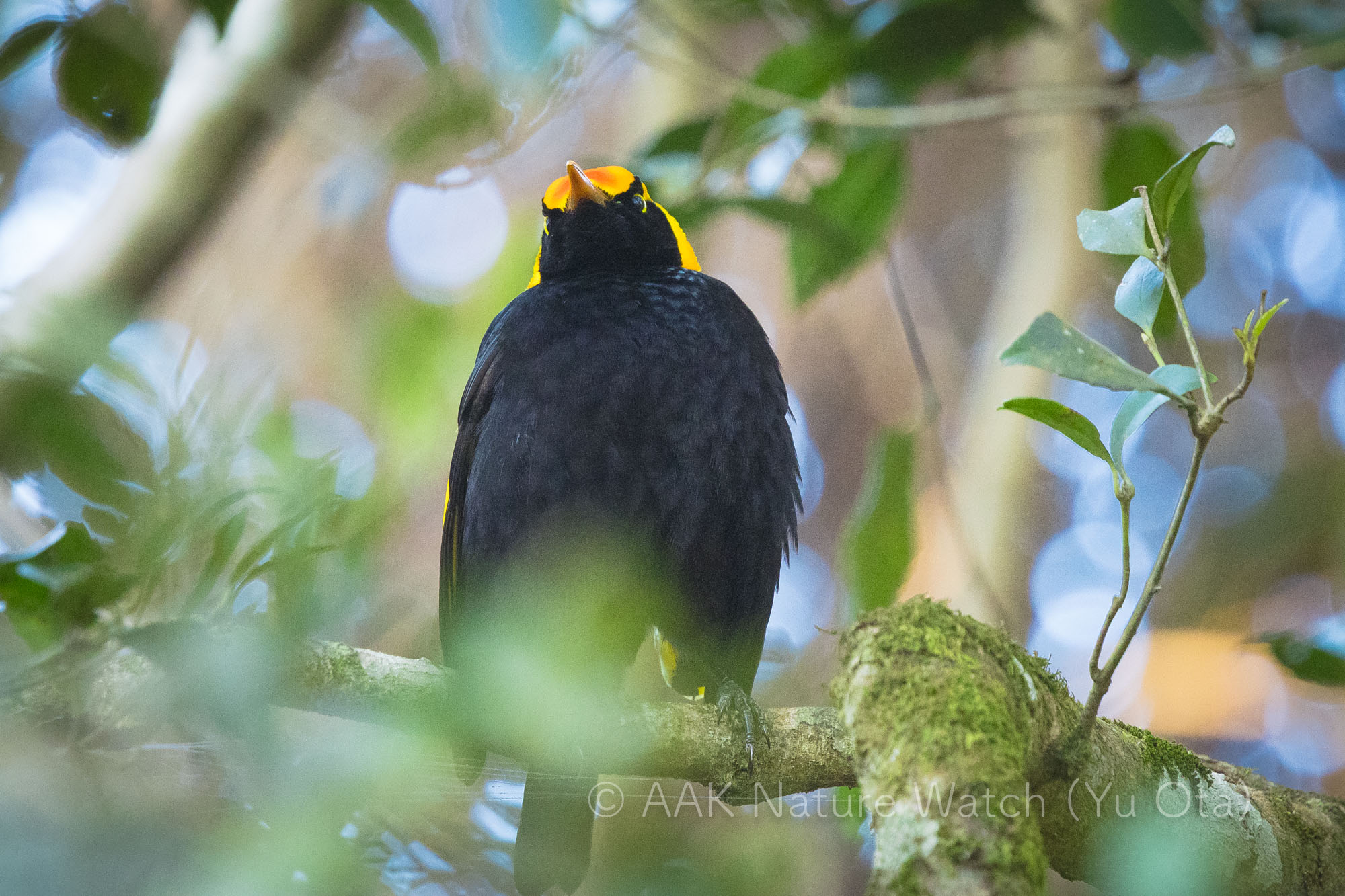 フウチョウモドキ