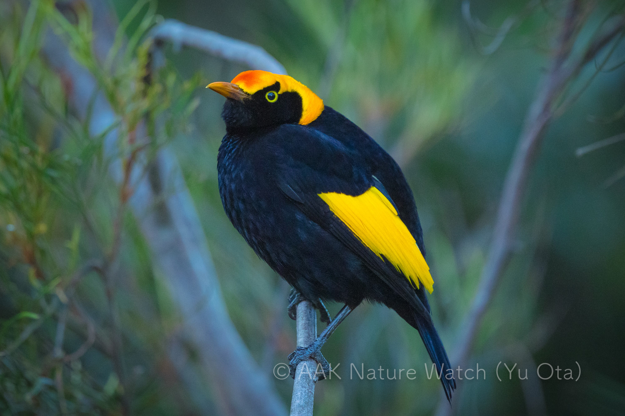 フウチョウモドキ