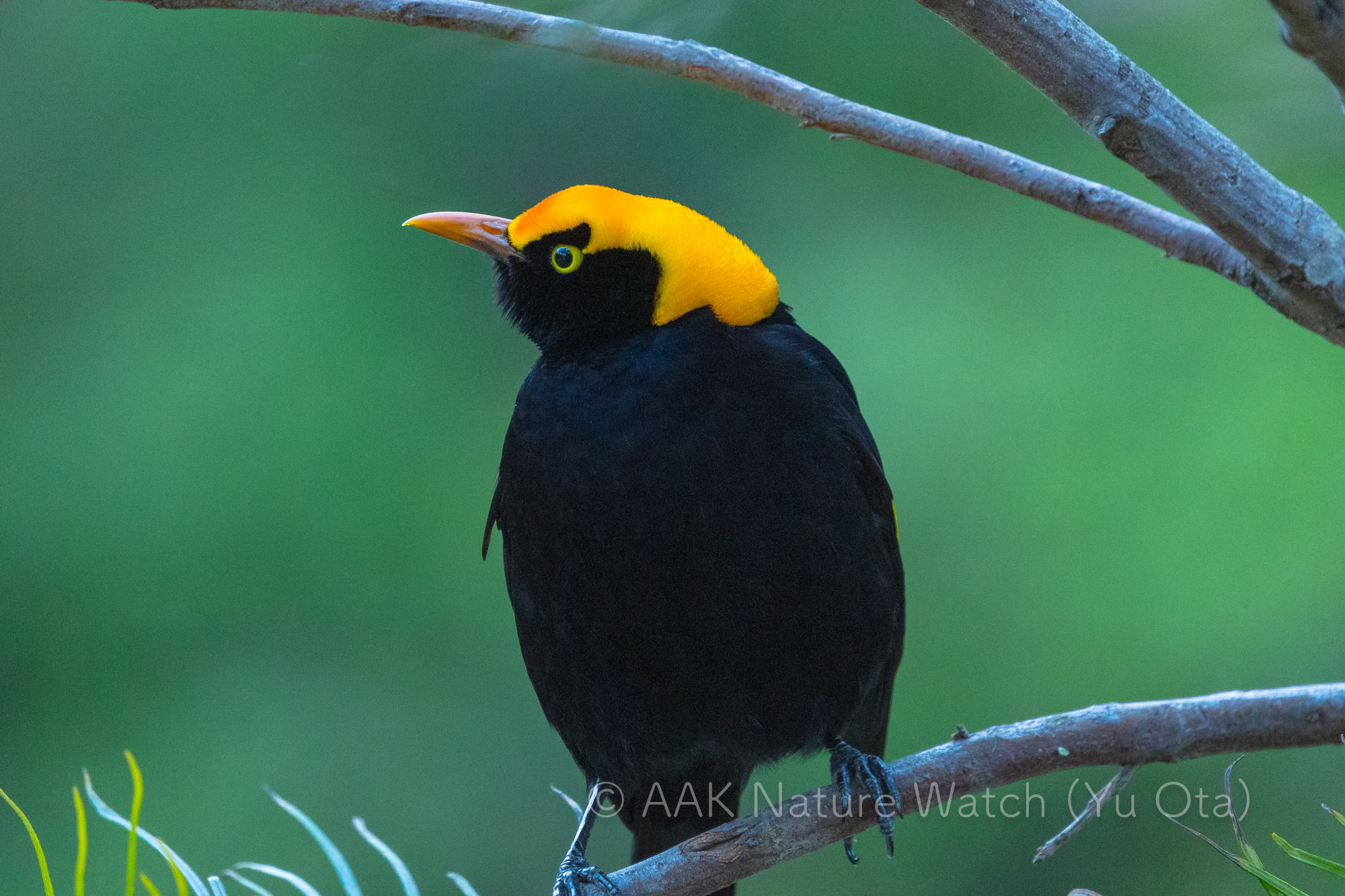 フウチョウモドキ