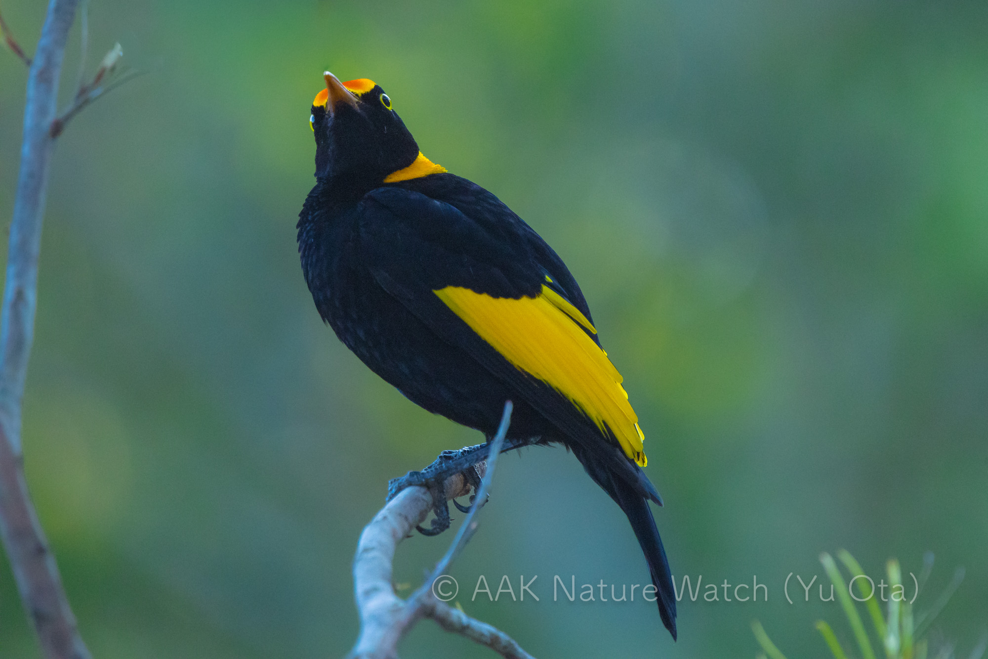 フウチョウモドキ