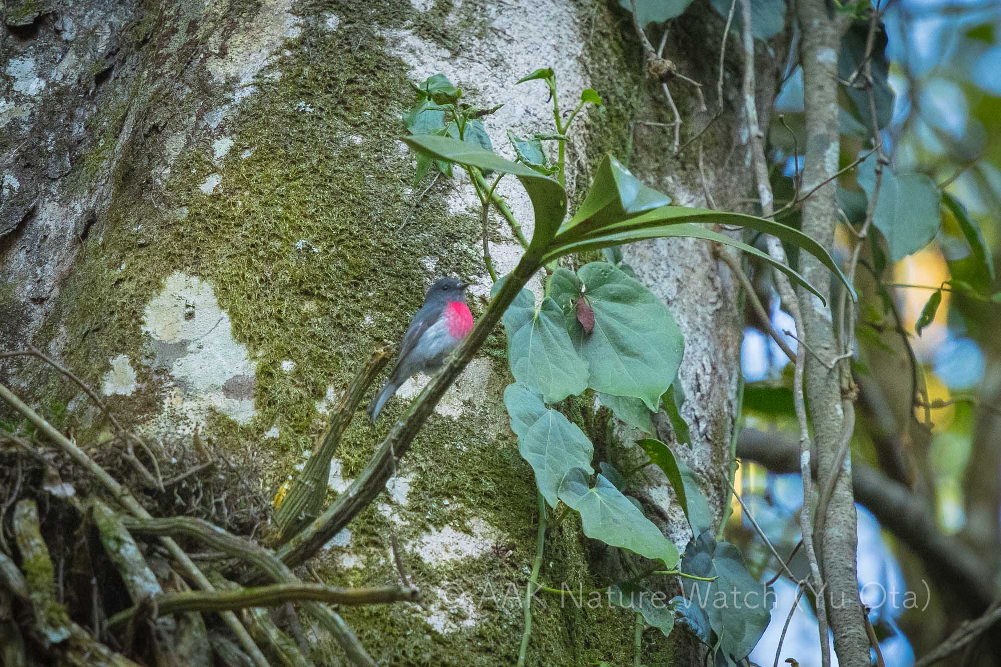 ハイイロサンショクヒタキ