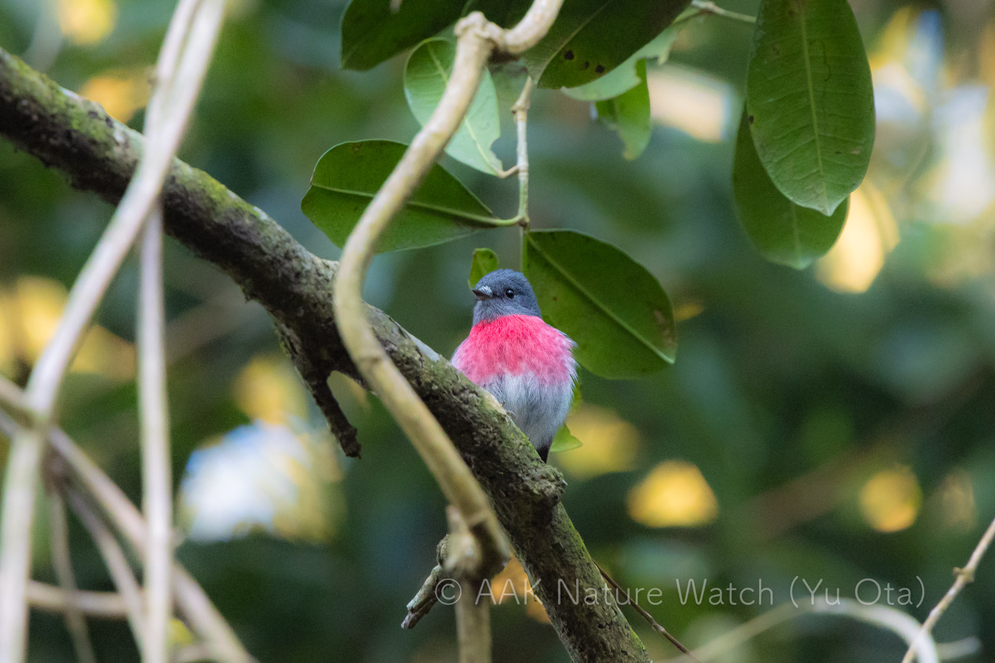 ハイイロサンショクヒタキ