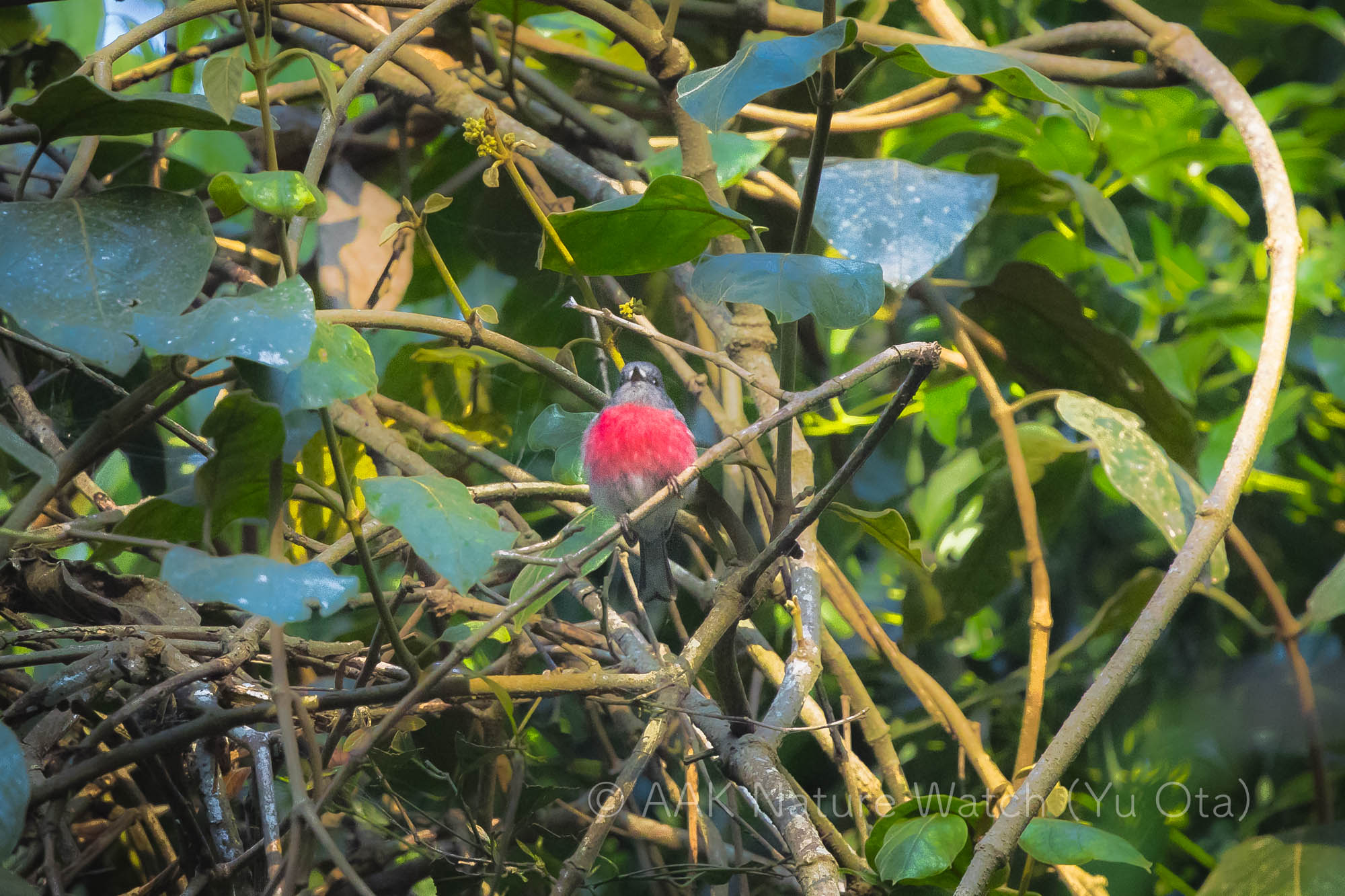 ハイイロサンショクヒタキ