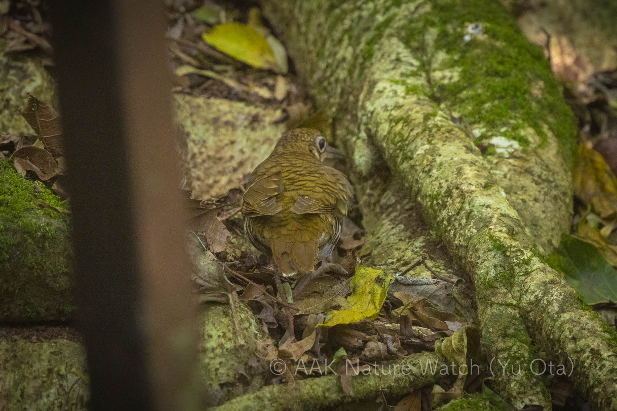 アカオトラツグミ