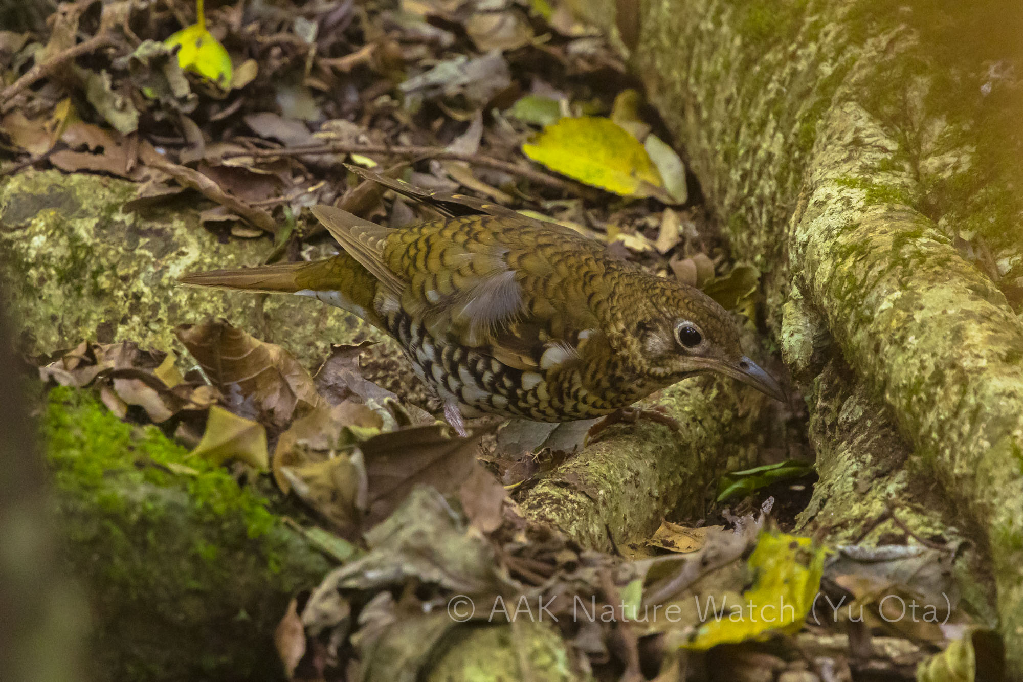 アカオトラツグミ