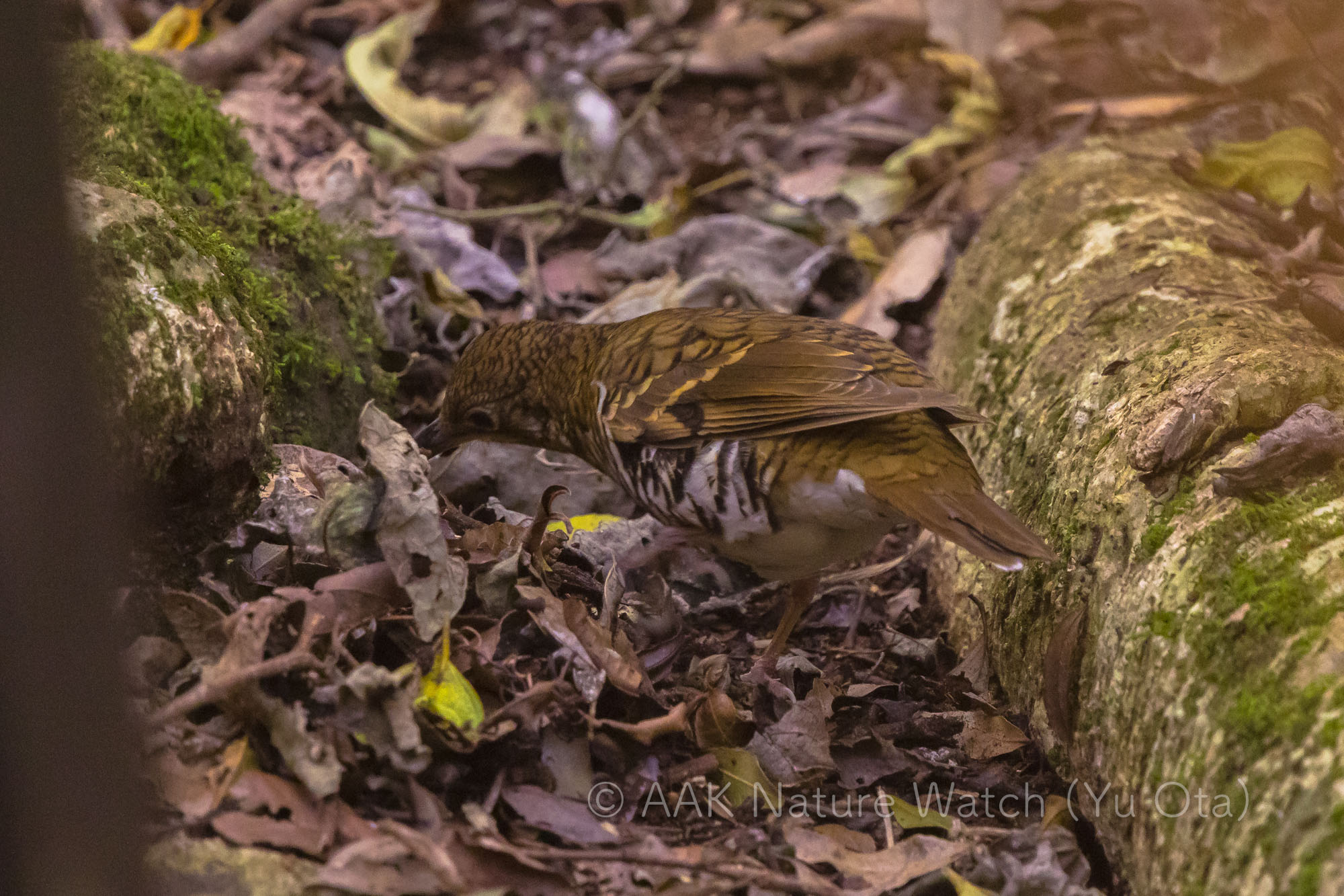 アカオトラツグミ