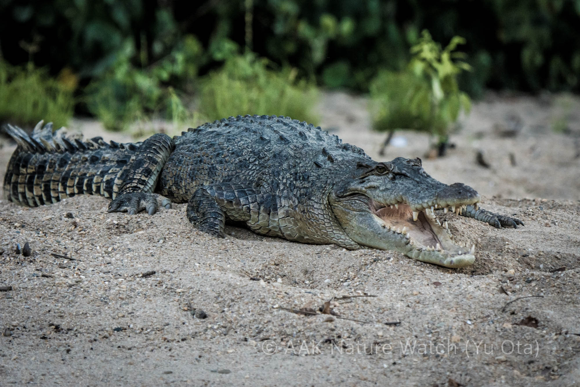 Saltwater_Crocodile-3