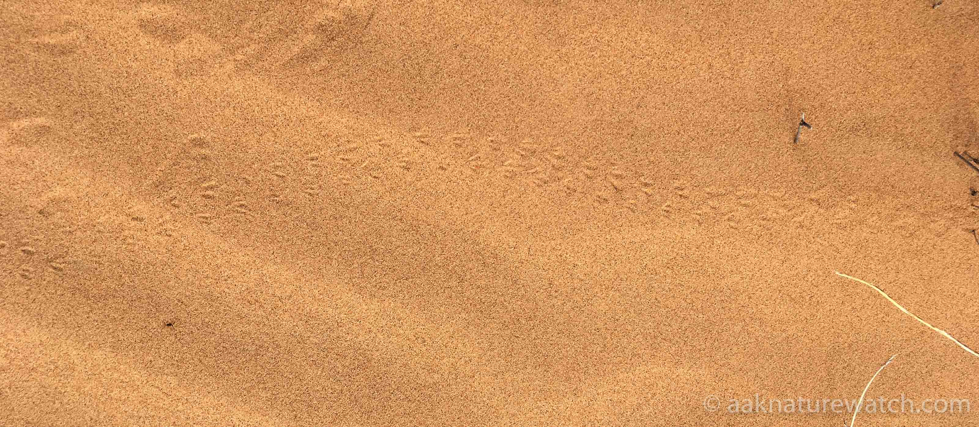 砂丘に残されたセスジムシクイか、オーストラリアムシクイの足跡