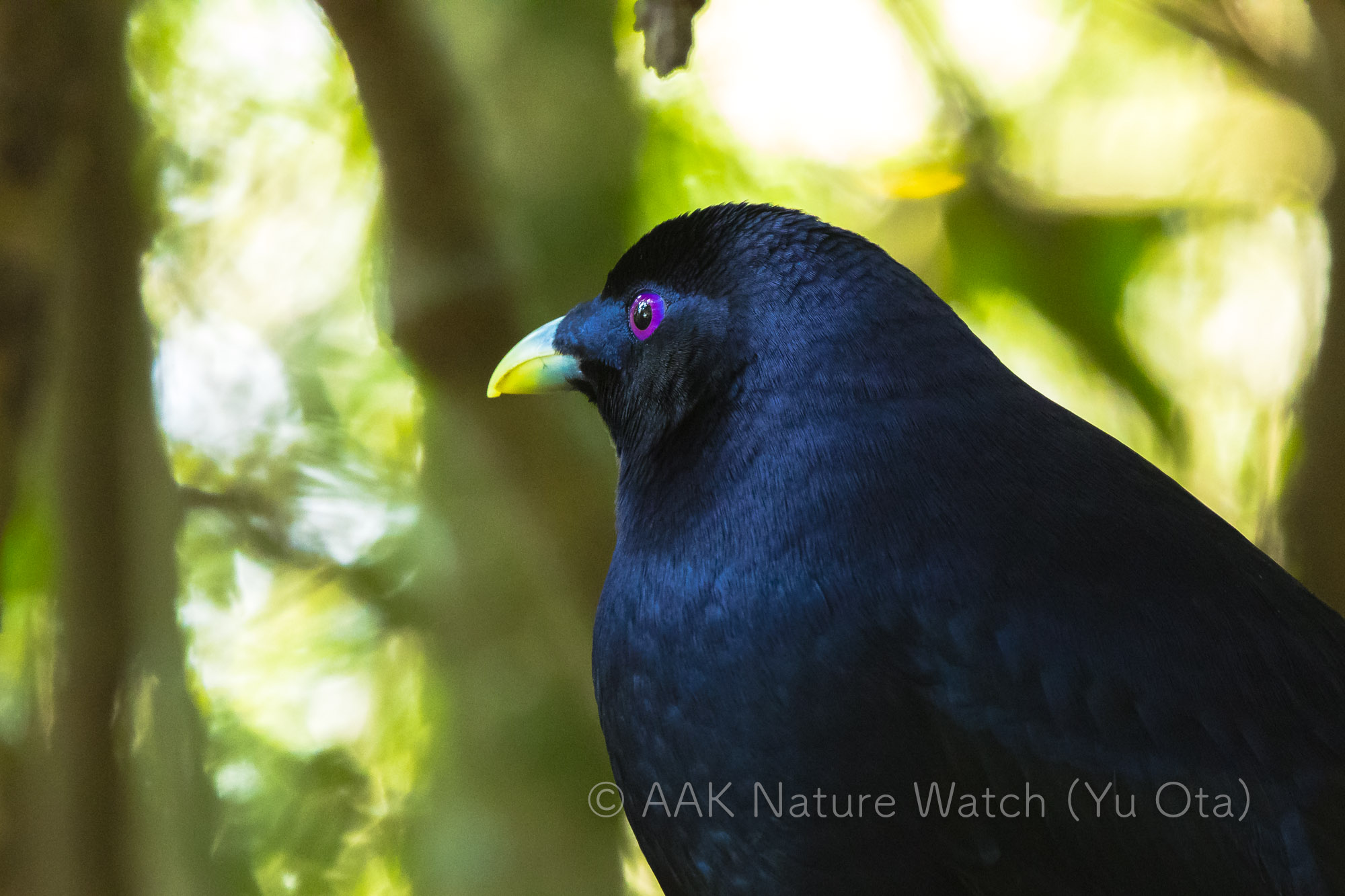 アオアズマヤドリ