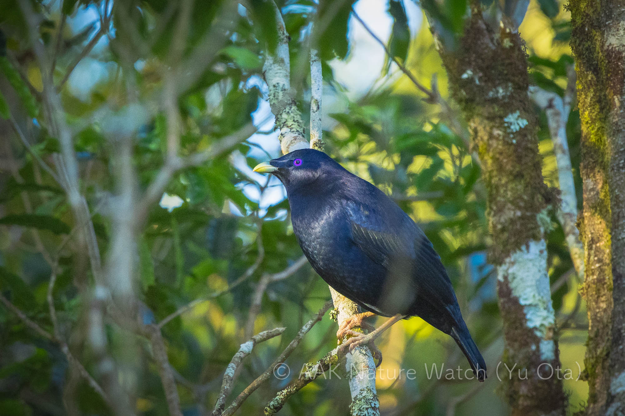 アオアズマヤドリ