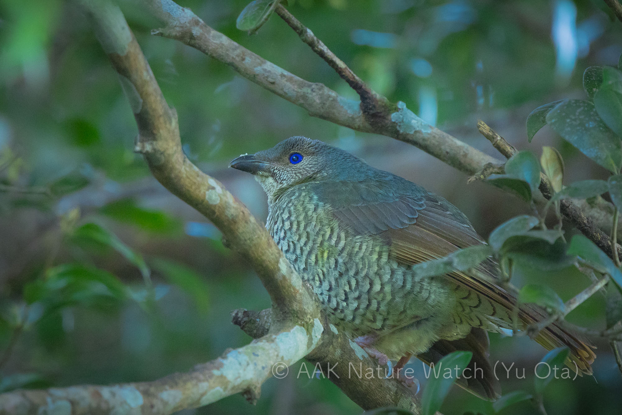 アオアズマヤドリのメス